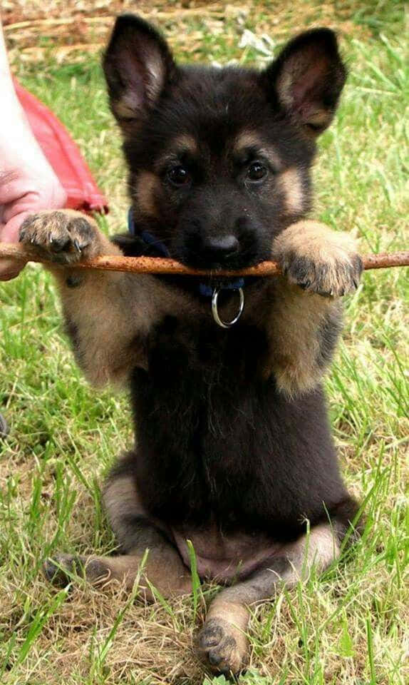 這隻可愛的小狗準備好迎接新家了 壁紙 — 一隻德國牧羊犬幼犬坐在草地上，用爪子抓住一根樹枝，戴著藍色項圈。