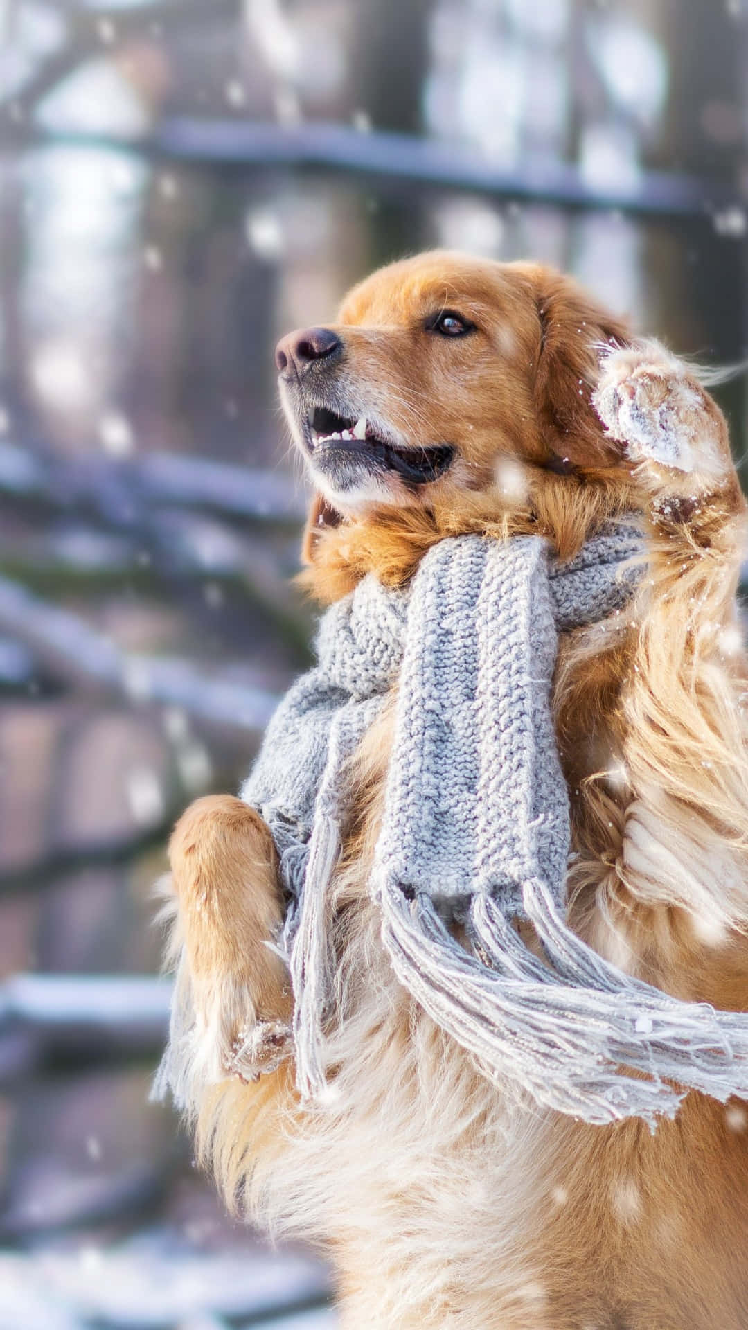 金毛尋回犬戴灰色圍巾在雪景中