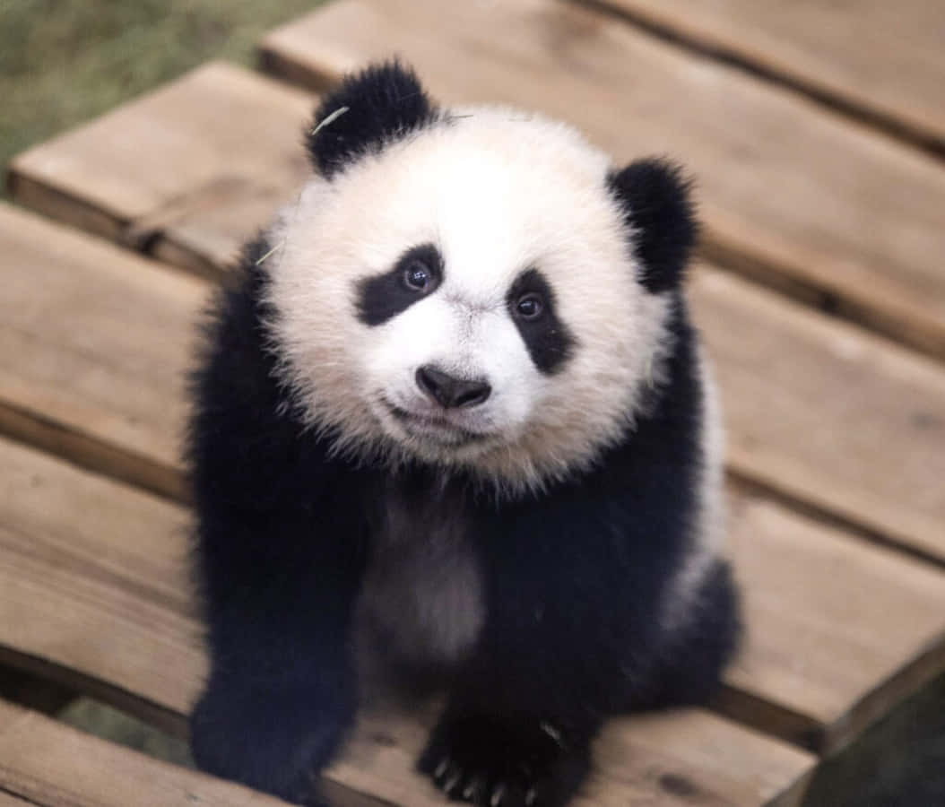 這隻可愛的熊貓將讓你的一天更美好 壁紙 — 一隻毛茸茸的熊貓寶寶，有著大大的黑眼睛，坐在木板上，帶著好奇的表情直視鏡頭。