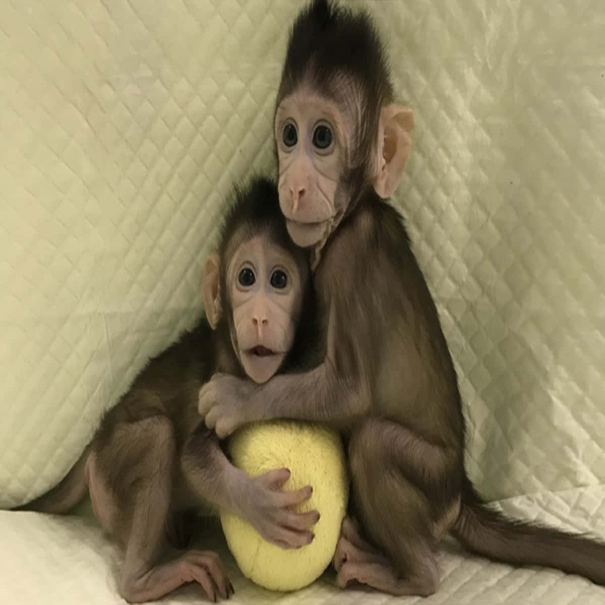 兩隻嬰兒猴子在縫被毯子上擁抱一個黃色球。