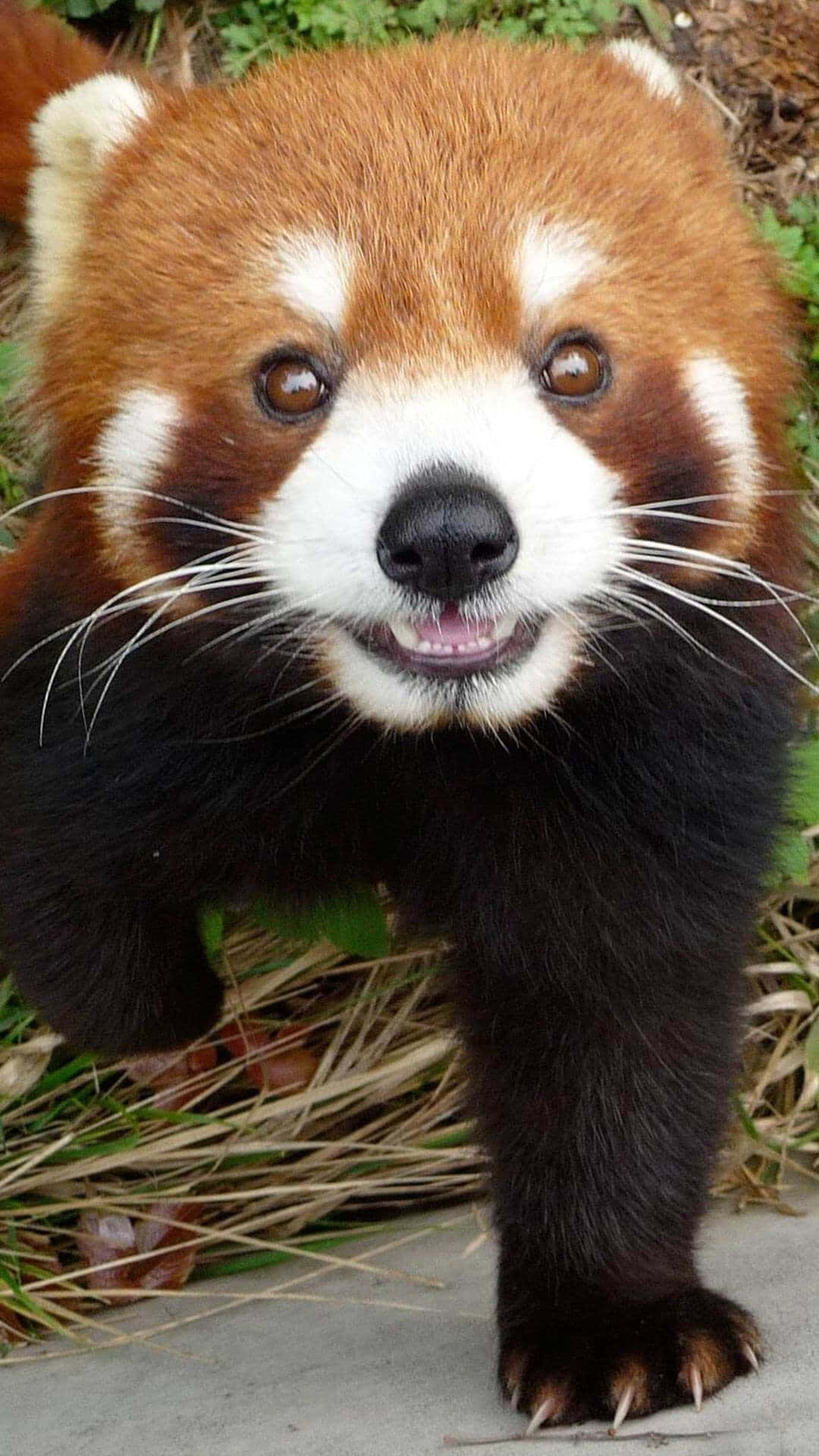 一隻小熊猫帶著好奇的表情站在混凝土小徑上。