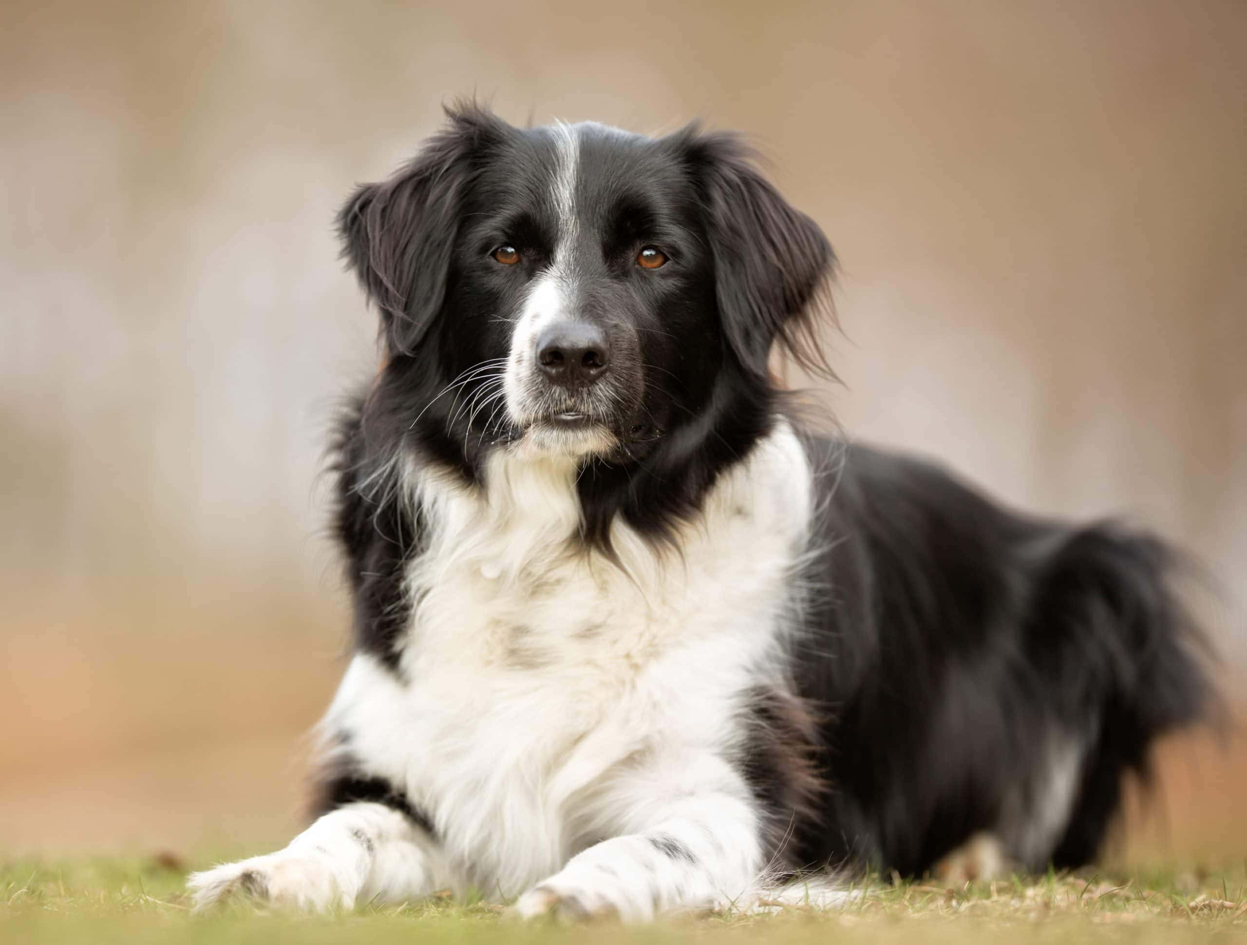 這隻可愛的邊境牧羊犬超愛玩接球！ 壁紙 — 一隻黑白邊境牧羊犬平靜地躺在草地上，背景柔和模糊帶有泥土色調。
