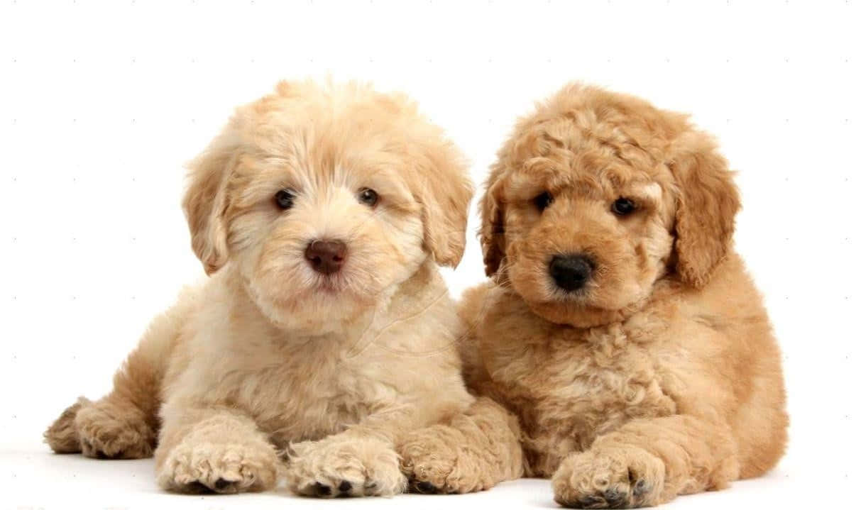 這隻可愛的金毛oodle幼犬超愛親親 壁紙 — 兩隻毛茸茸的小狗，擁有捲曲的淺棕色和奶油色毛髮，並排坐在白色背景上，看著鏡頭。