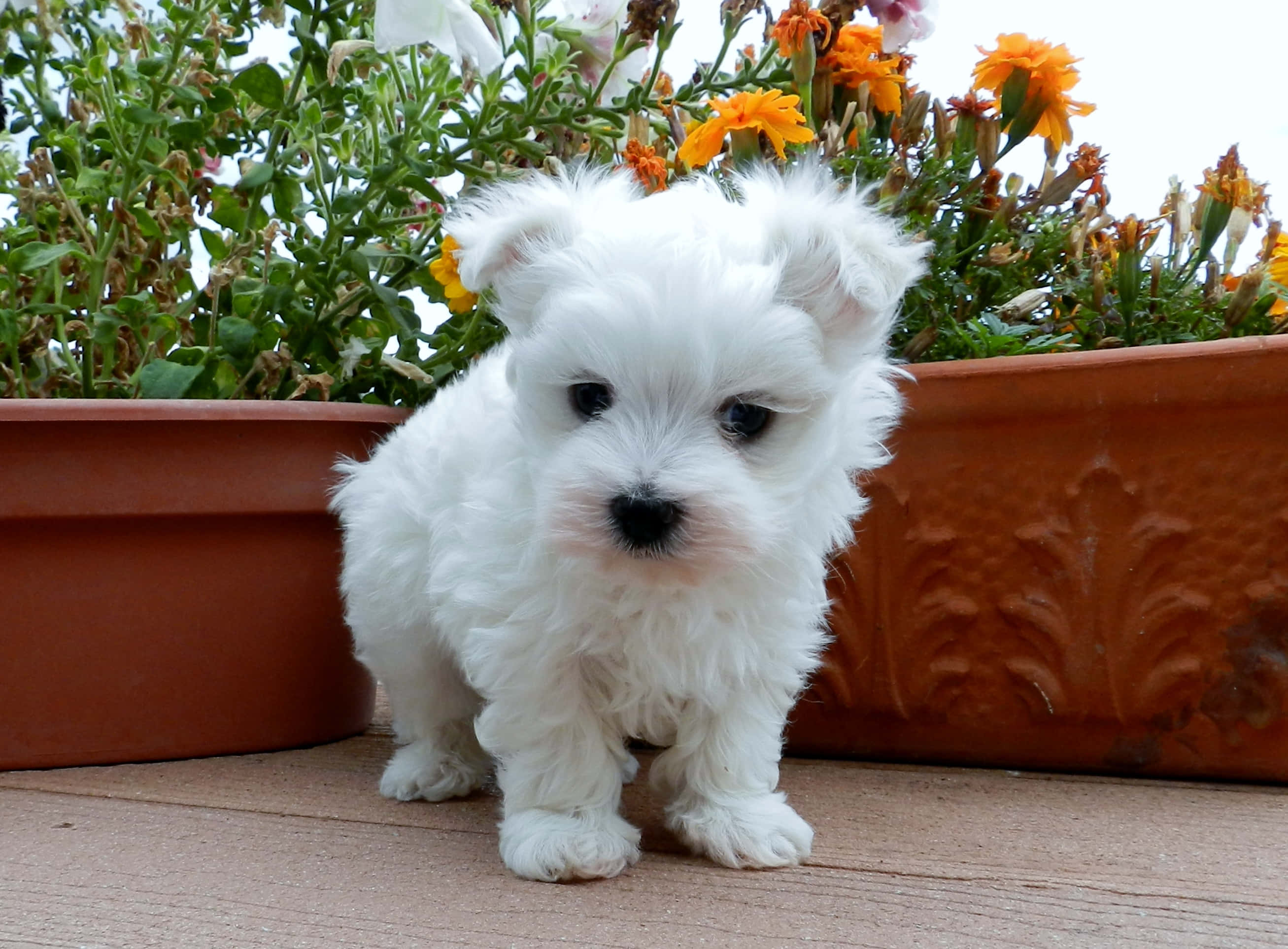 這隻可愛的馬爾濟斯幼犬將讓你振奮 壁紙 — 一隻毛茸茸的白色小狗站在木製甲板上，旁邊是裝滿橙色和綠色花朵的赤陶花盆。