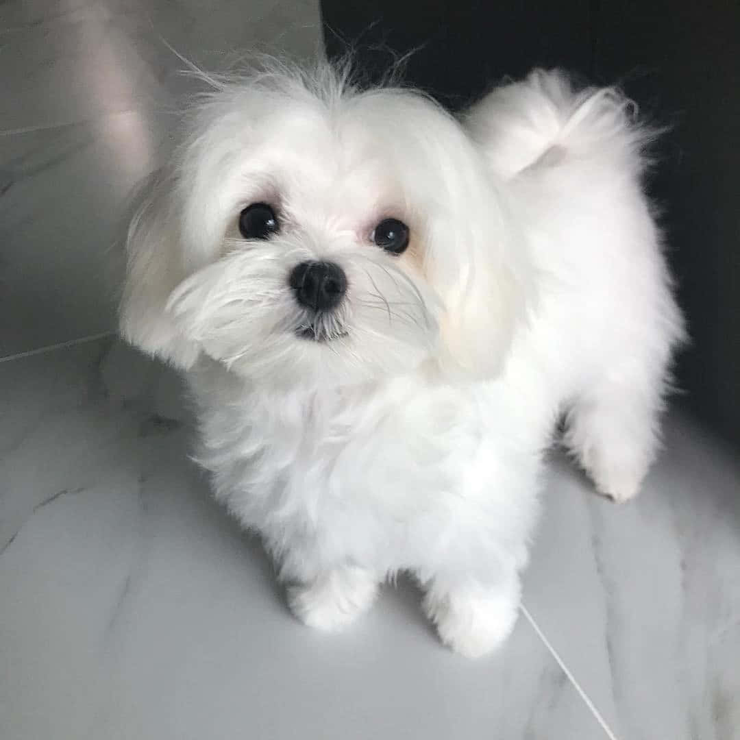 這隻可愛的馬爾濟斯幼犬準備讓你微笑 壁紙 — 一隻毛茸茸的白色馬爾他犬幼犬，有著大大的深色眼睛，站在大理石地板上好奇地向上看。