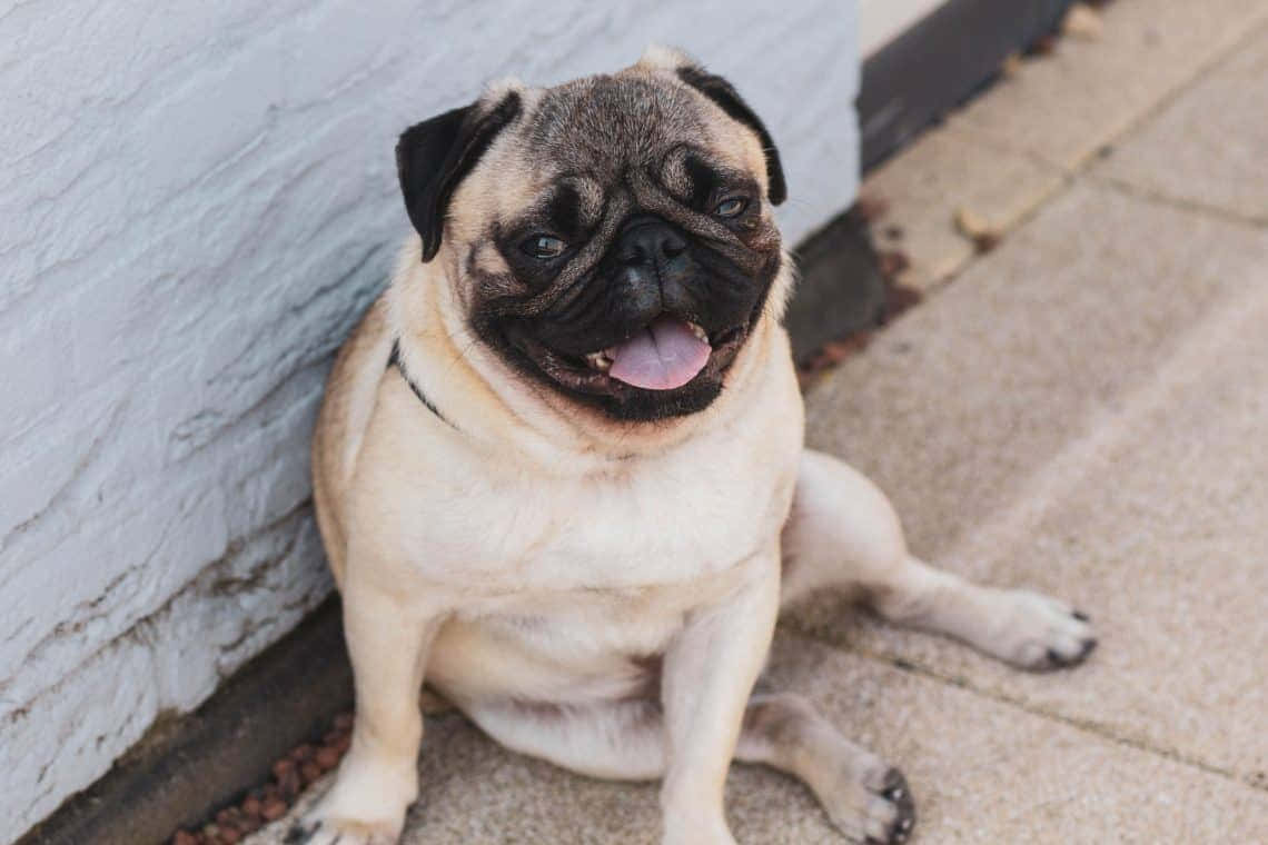 一隻微笑嘅八哥犬坐喺白色磚牆旁邊嘅行人路上。