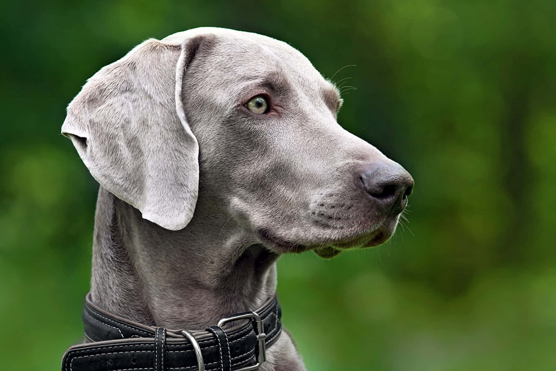 灰色威瑪獵犬側面照，戴著黑色皮項圈，在戶外。