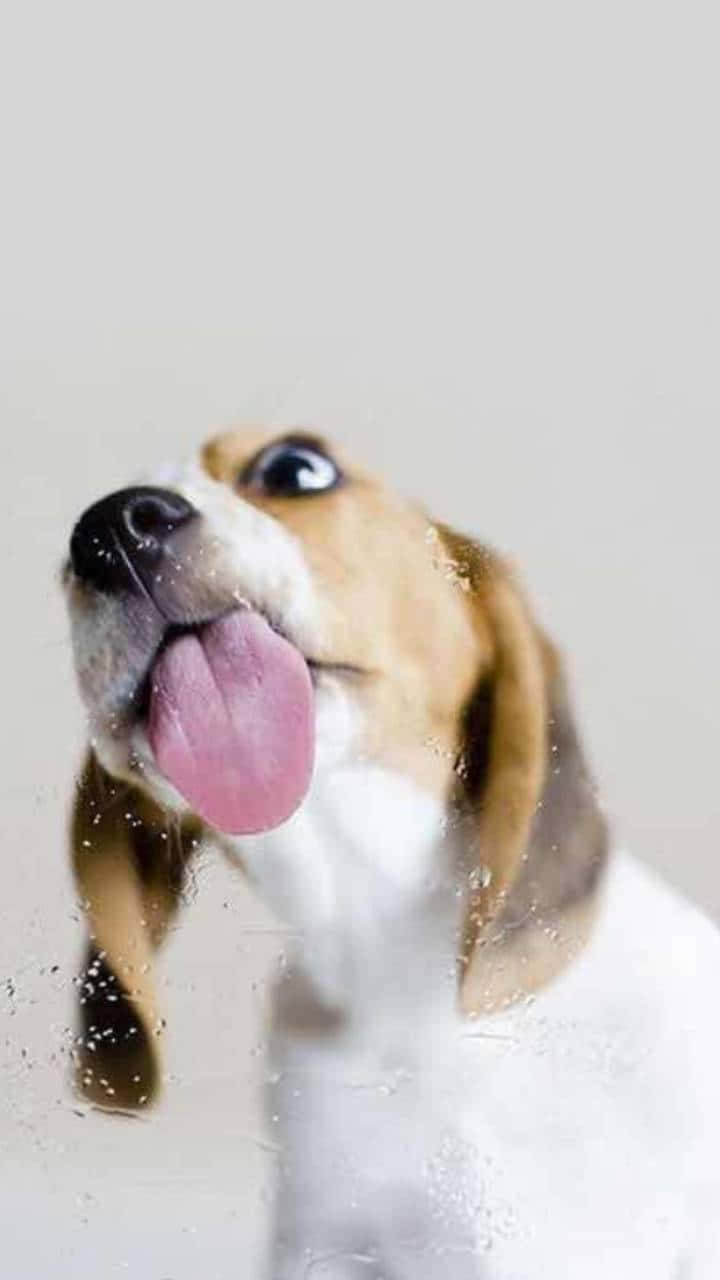 伸舌頭的比格犬透過濕玻璃向上看。