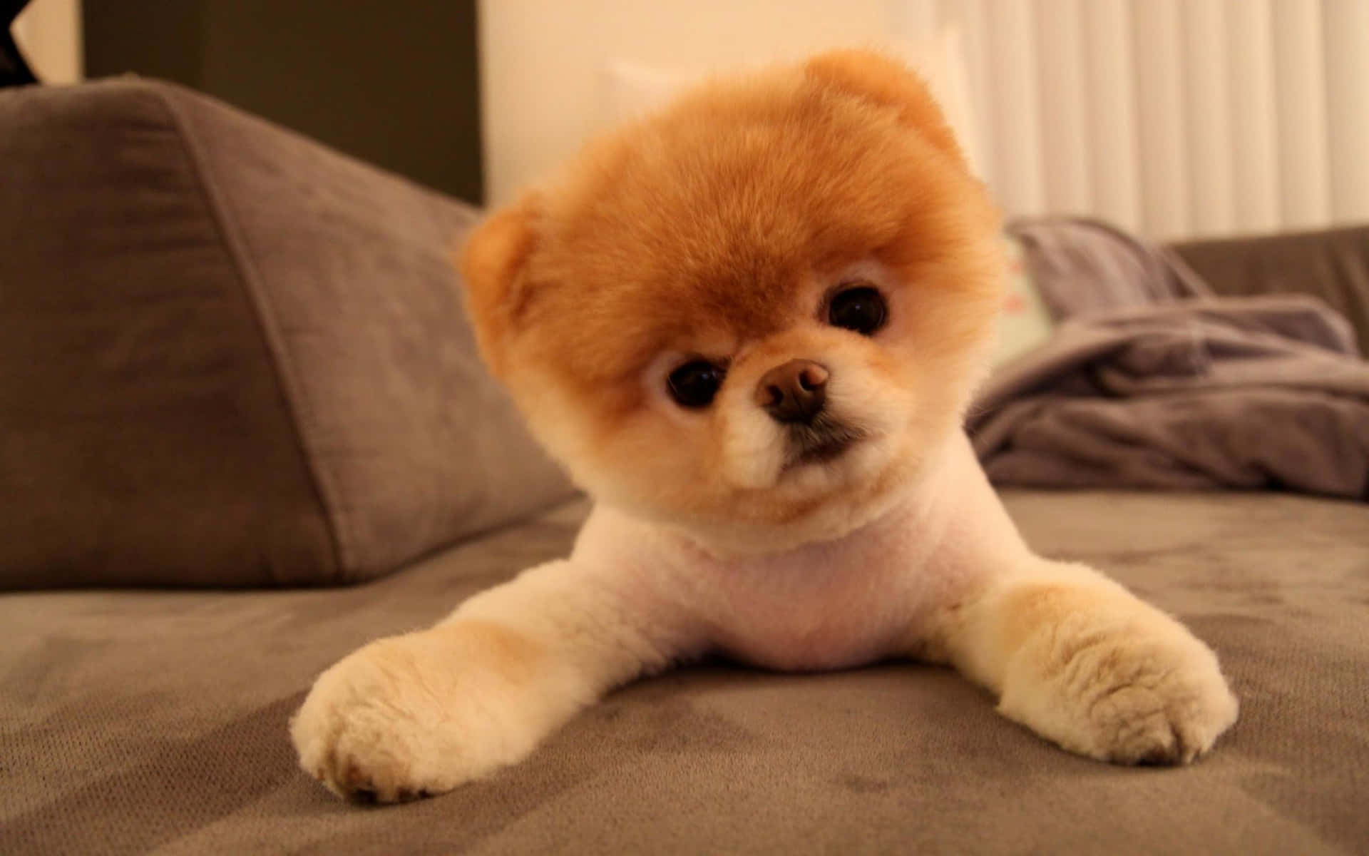 毛茸茸的橙色和白色博美犬幼犬躺在灰色沙發上