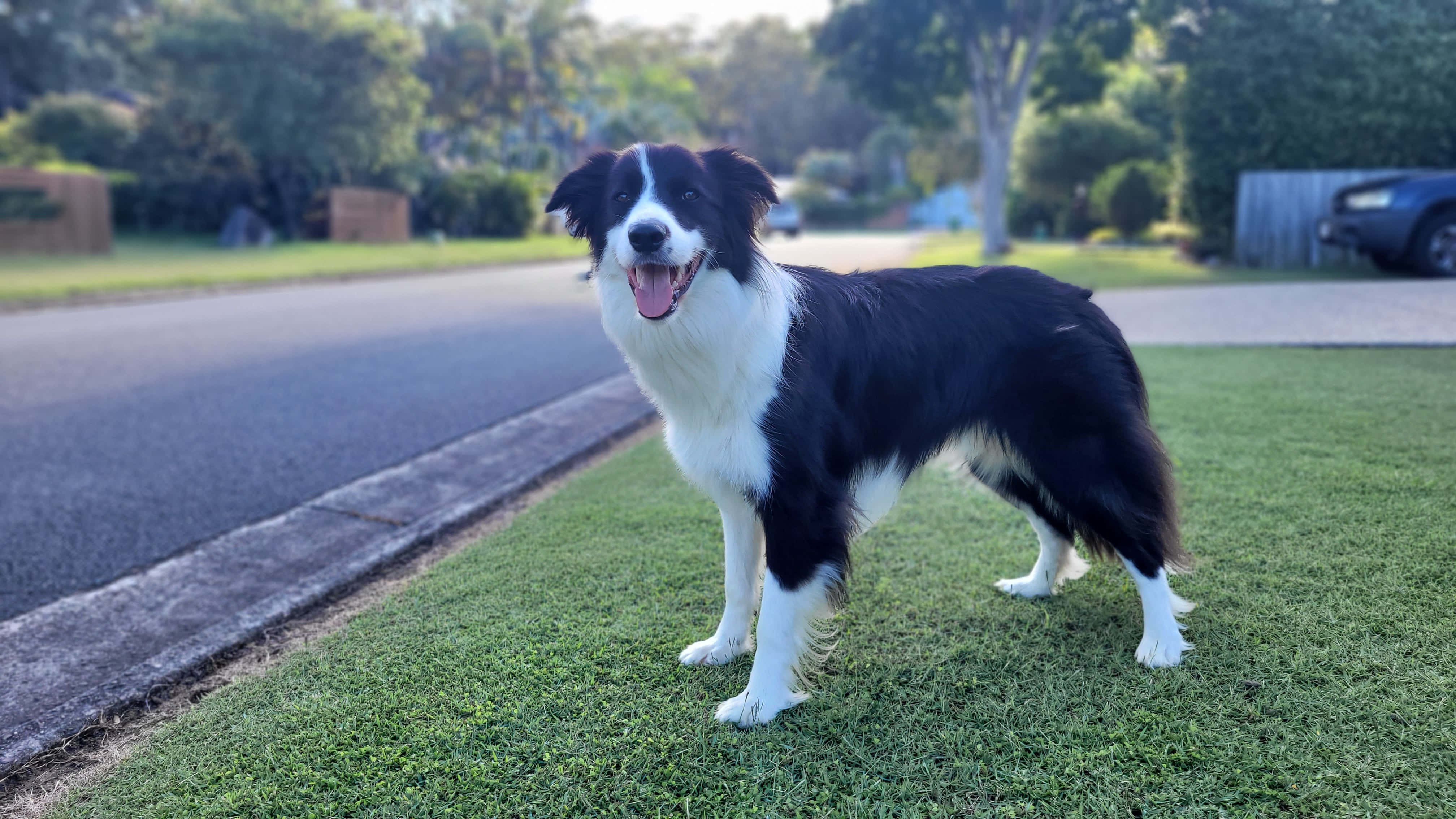 這隻忠誠聰明的邊境牧羊犬準備迎接下一個挑戰 壁紙 — 一隻快樂的黑白邊境牧羊犬警覺地站在陽光普照的郊區草坪上，旁邊是一條鋪砌的道路。
