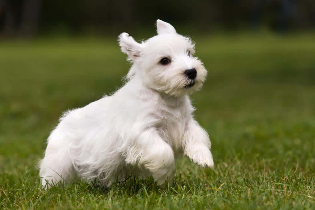 一隻在草地上奔跑的白色西高地白爹利幼犬。