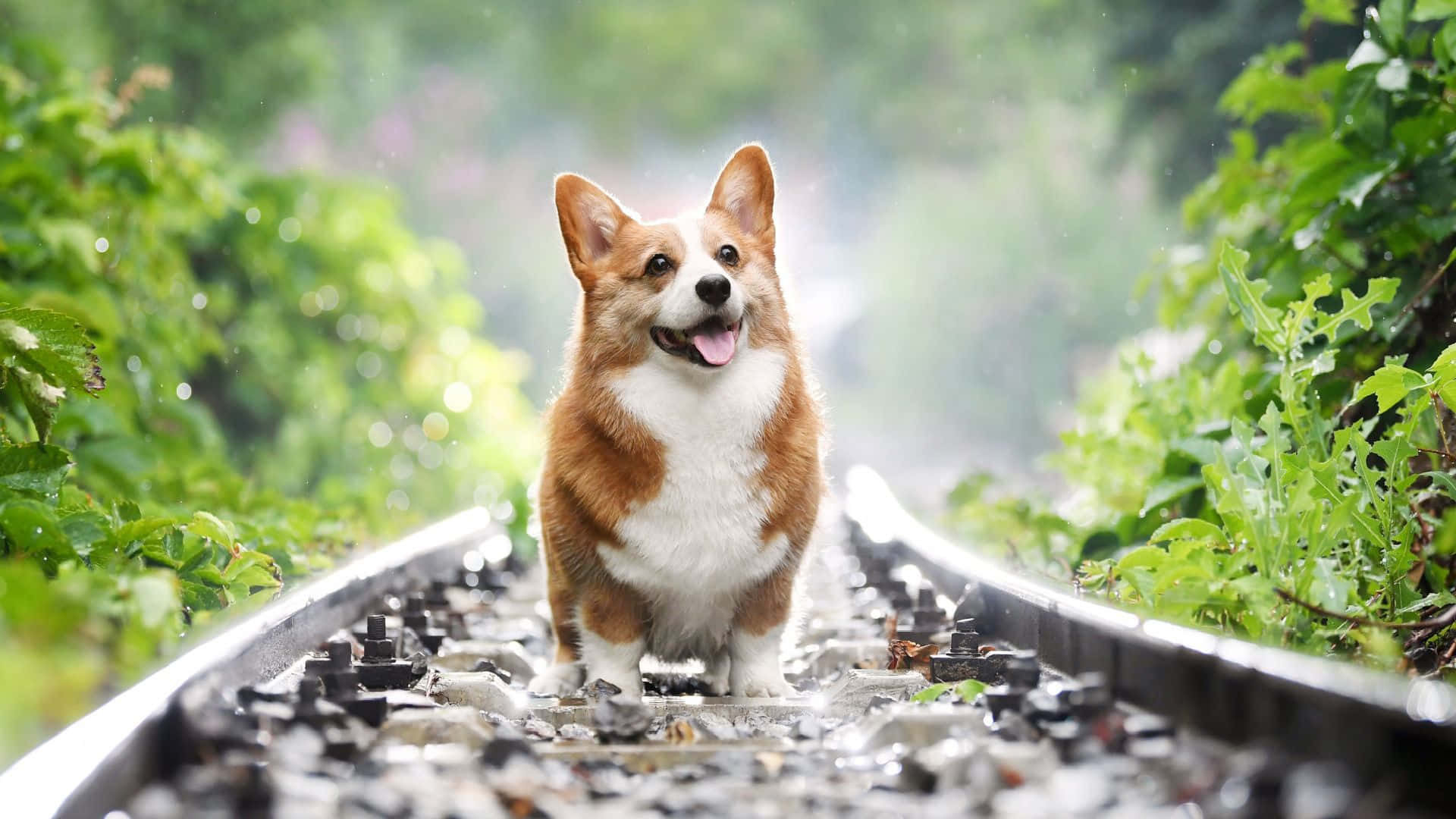 在雨林中的鐵路軌道上微笑的哥基犬。