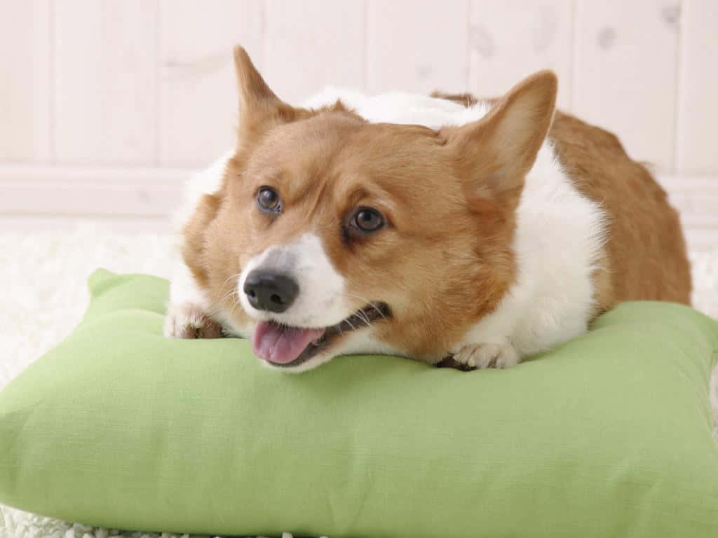 這隻柯基將為你的一天帶來歡樂！ 壁紙 — 一隻快樂的哥基犬，毛色棕白相間，頭枕在柔軟的綠色枕頭上，背景是白色木牆。