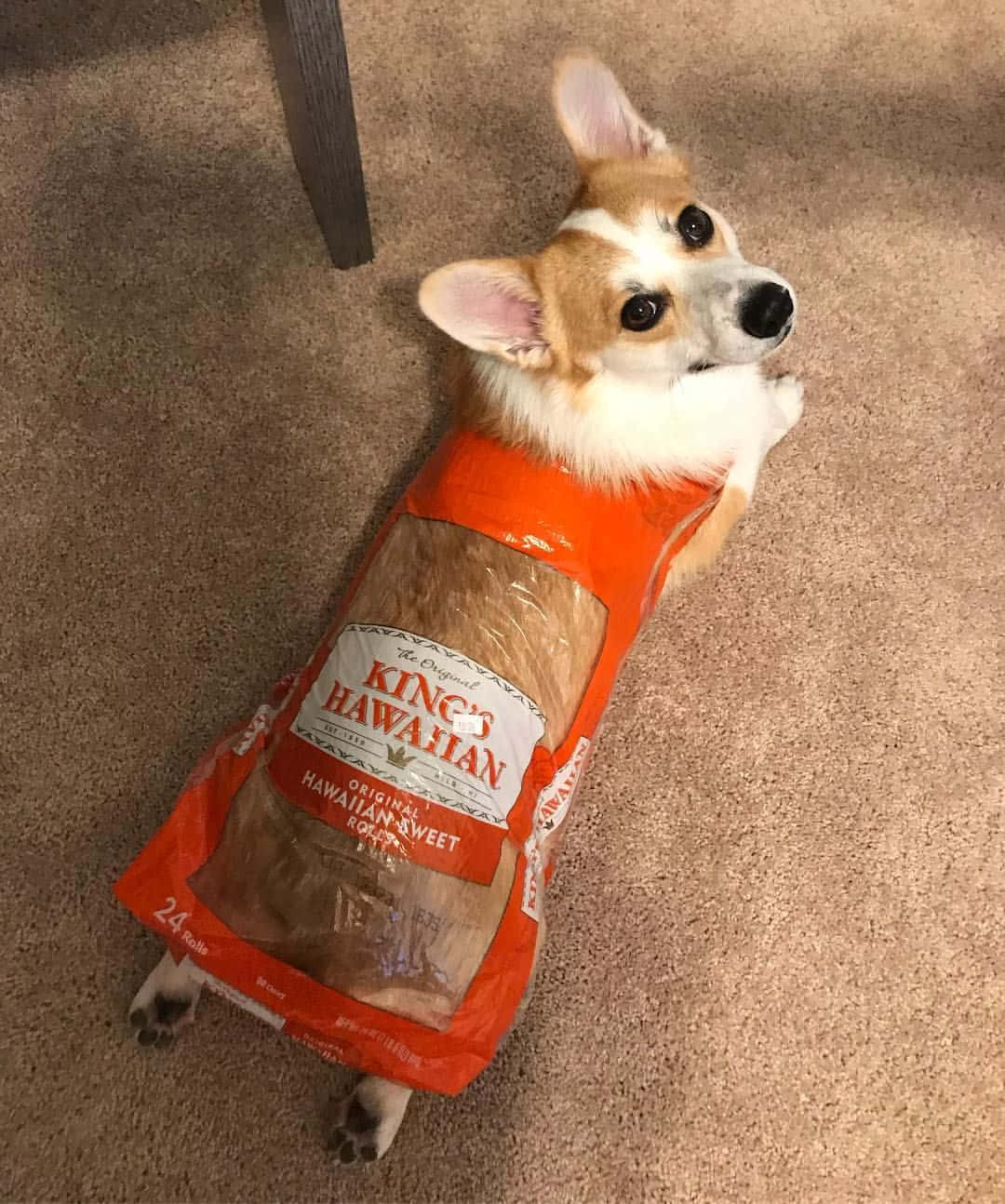 這隻柯基幼犬太堅持了！ 壁紙 — 一隻哥基犬穿著King Hawaiian麵包袋服裝，躺在米色地毯上向上看。