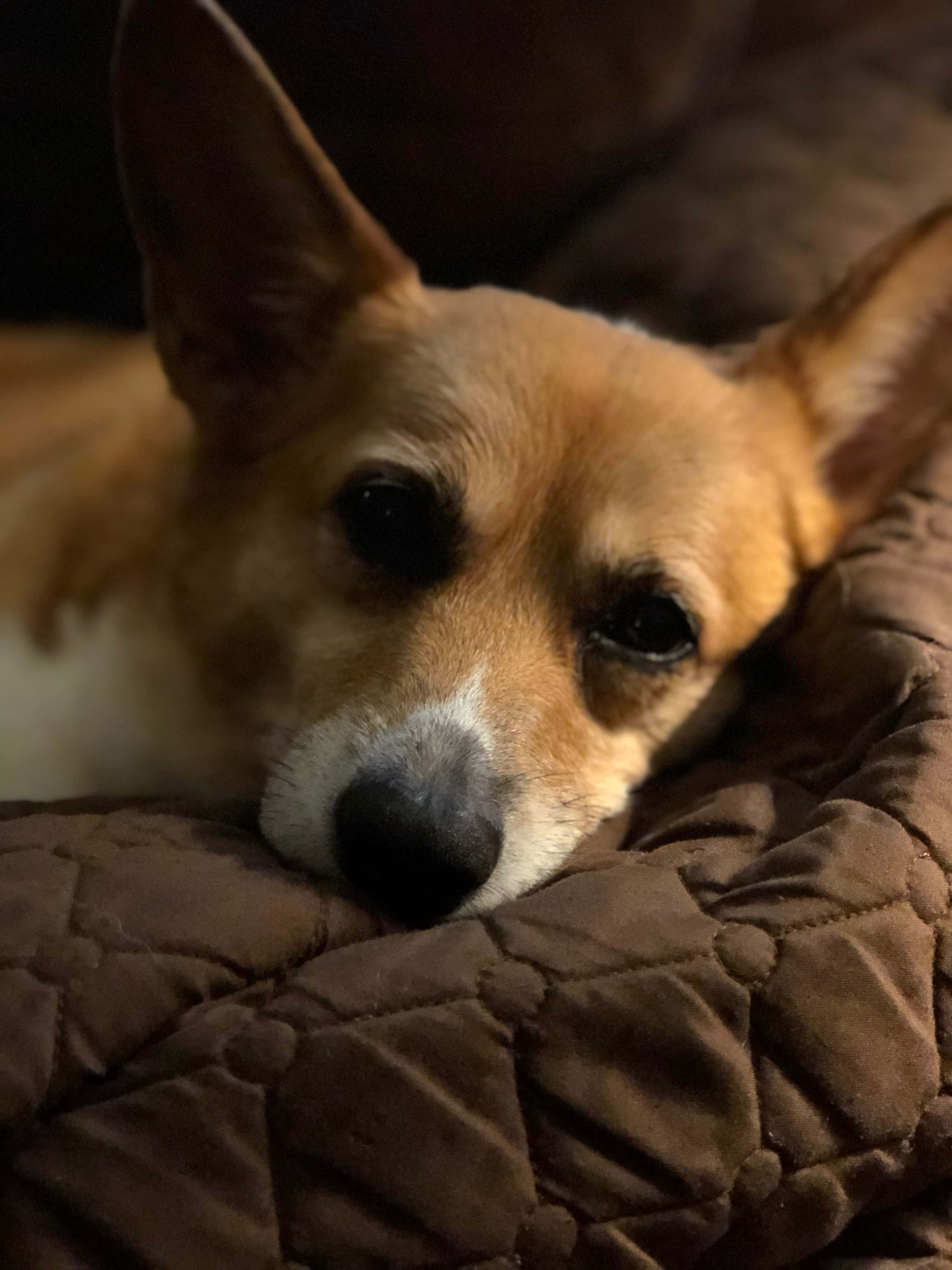 這隻柯基正在享受夏日 壁紙 — 一個特寫鏡頭，一隻棕白色哥基犬在溫暖的室內燈光下，將頭擱在棕色絎縫毯子上。