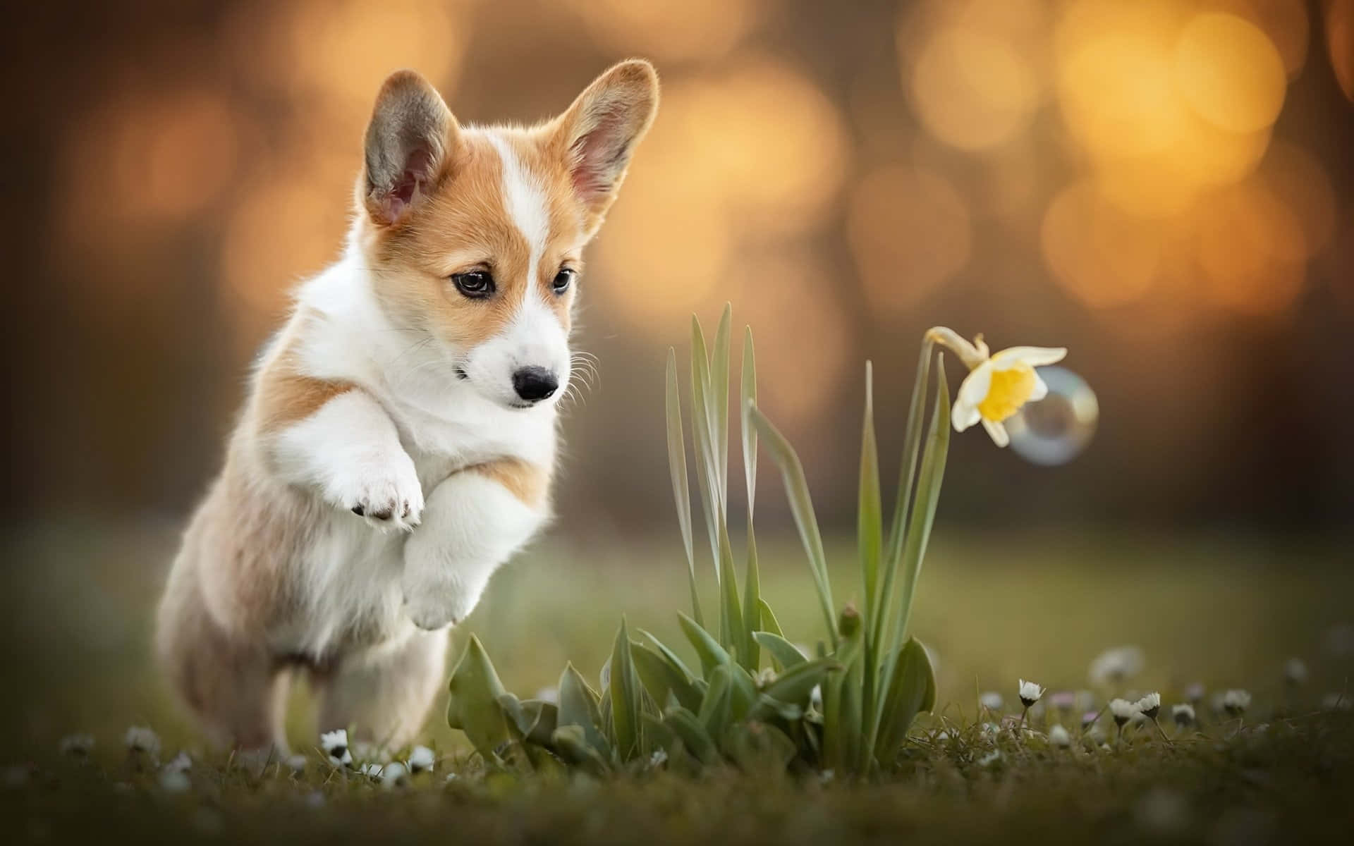 一隻柯基犬幼犬在陽光照耀的田野中跳向一朵水仙花，旁邊有一個漂浮的泡泡。