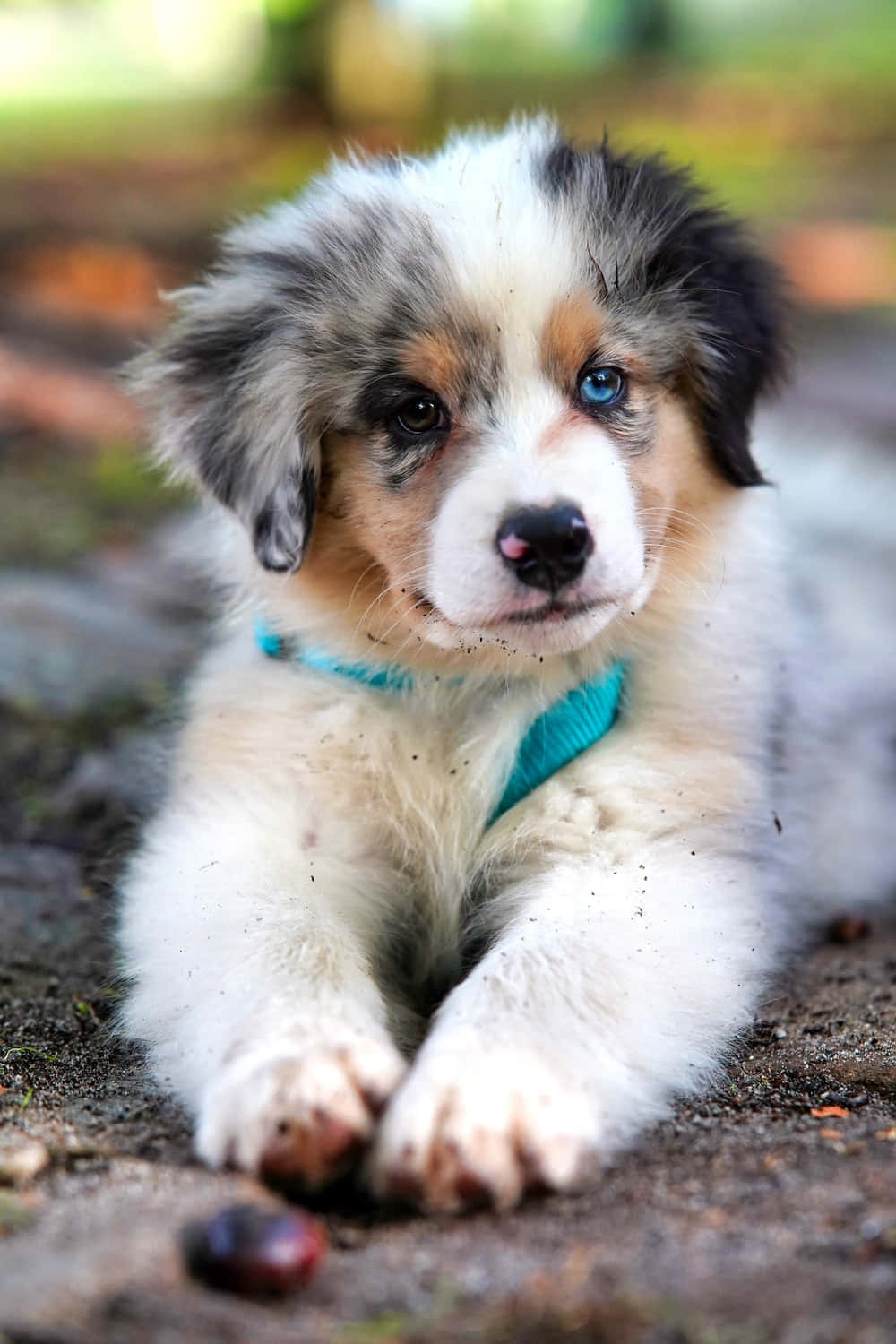 這隻毛茸茸的小狗，準備成為你的最佳朋友 壁紙 — 一隻藍眼睛、擁有梅爾毛色的毛茸茸小狗，戴著青綠色胸背帶躺在泥土地上。