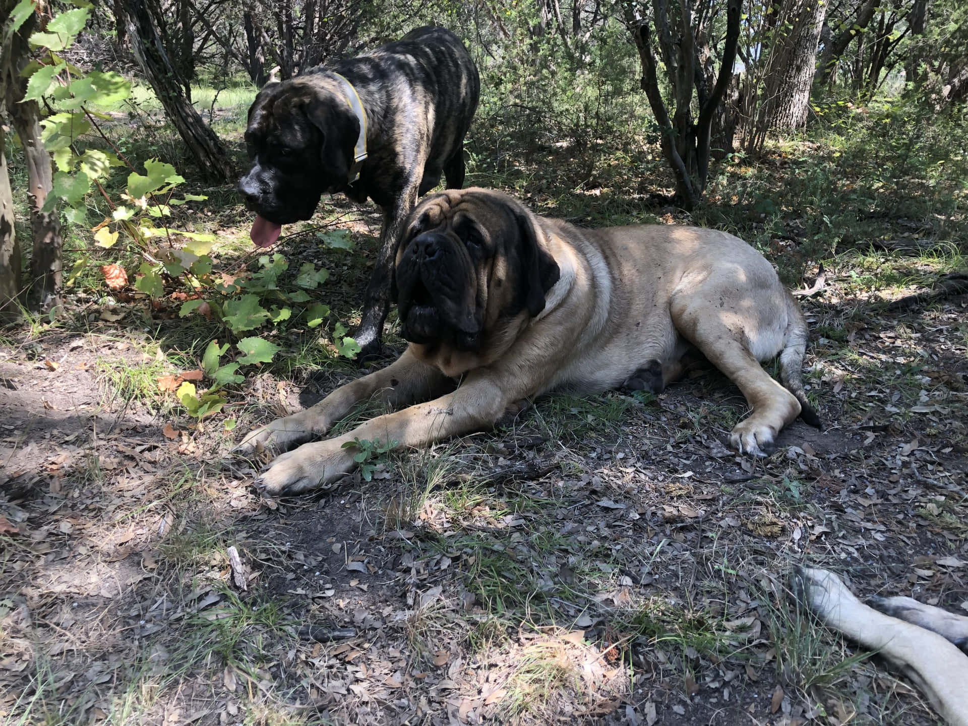 兩隻大型獒犬在陽光斑駁的樹林地區休息。