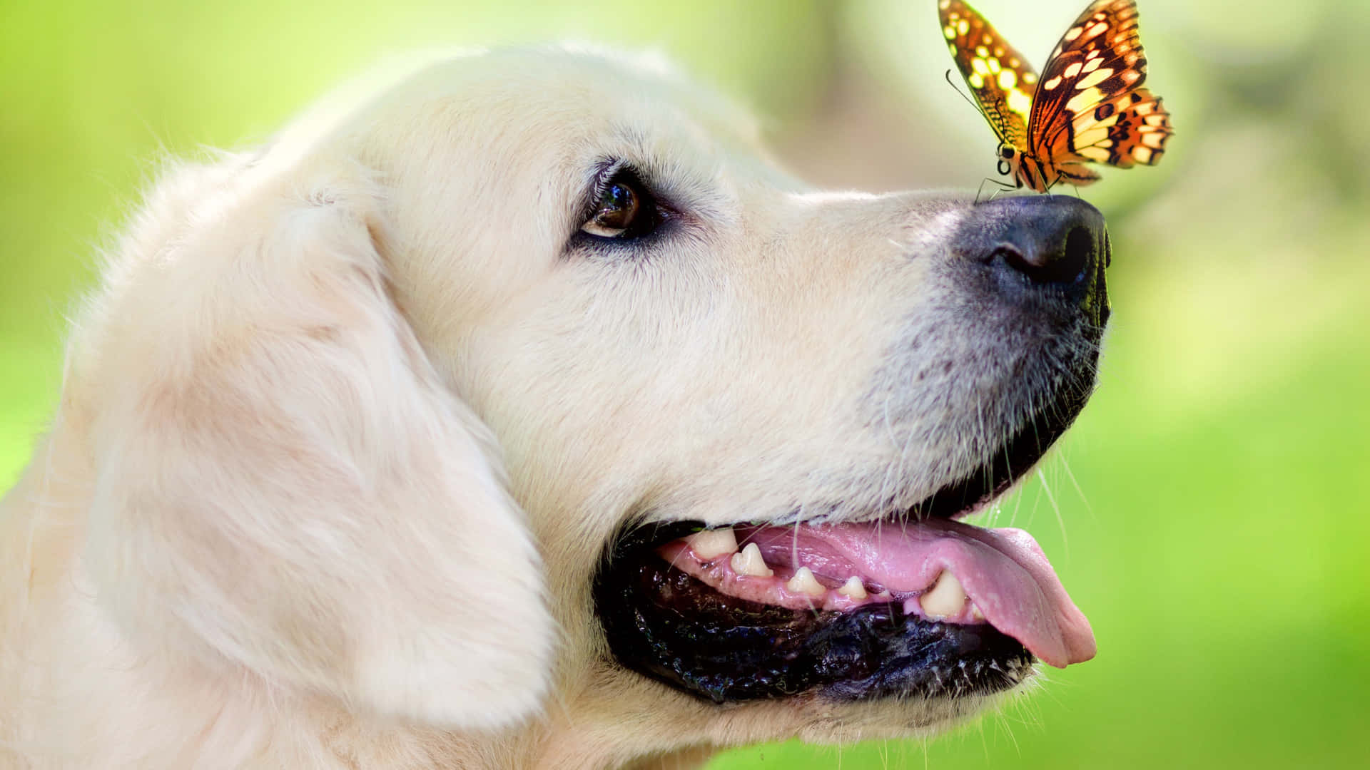 這隻金毛幼犬準備為你帶來無條件的愛。 壁紙 — 一隻伸出舌頭的金毛尋回犬，溫柔地與一隻棲息在牠鼻子上的鮮豔橙色和黑色蝴蝶互動。