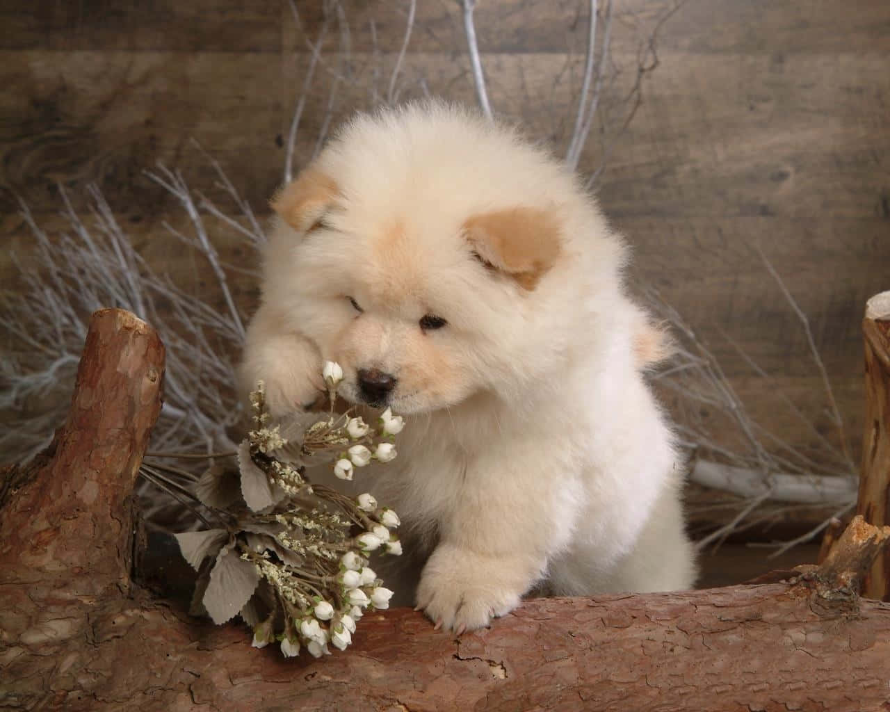 這隻開心的 Chow Chow 幼犬隨時準備享受好時光！ 壁紙 — 一隻毛茸茸的白色鬆獅犬幼犬輕輕嗅著一小束白色小花，棲息在粗糙的樹樁上。