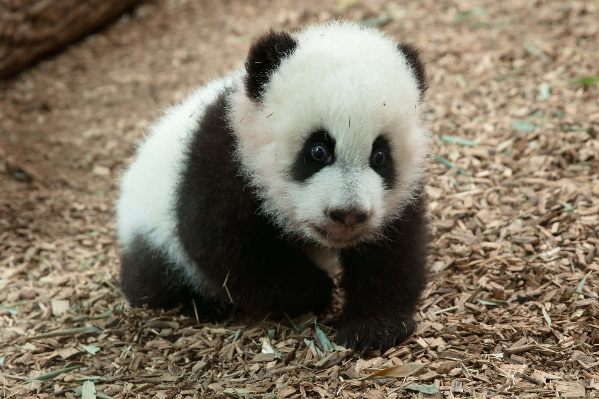 這隻開心的大象在動物園中漫步 壁紙 — 一隻毛茸茸嘅熊貓BB，有大黑眼睛，坐喺木屑地上好奇咁望住相機。