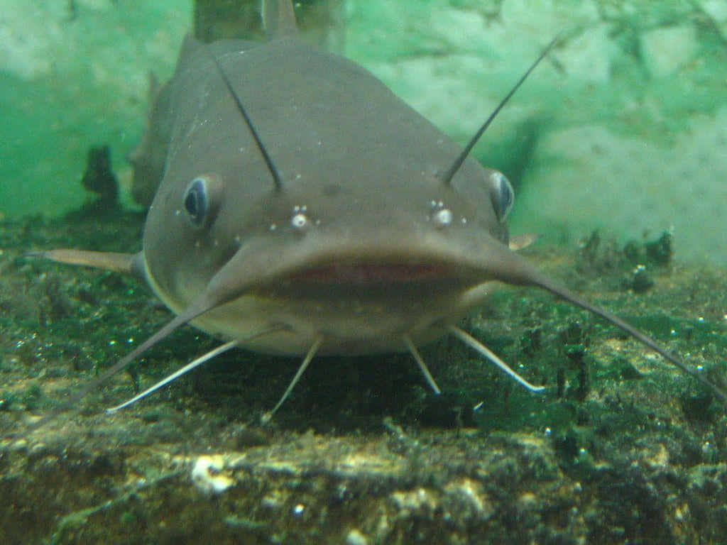 這隻開心的鱸魚準備游泳 壁紙 — 一條擁有突出鬍鬚和大眼睛的鯰魚，喺長滿青苔嘅河床附近游水嘅特寫。