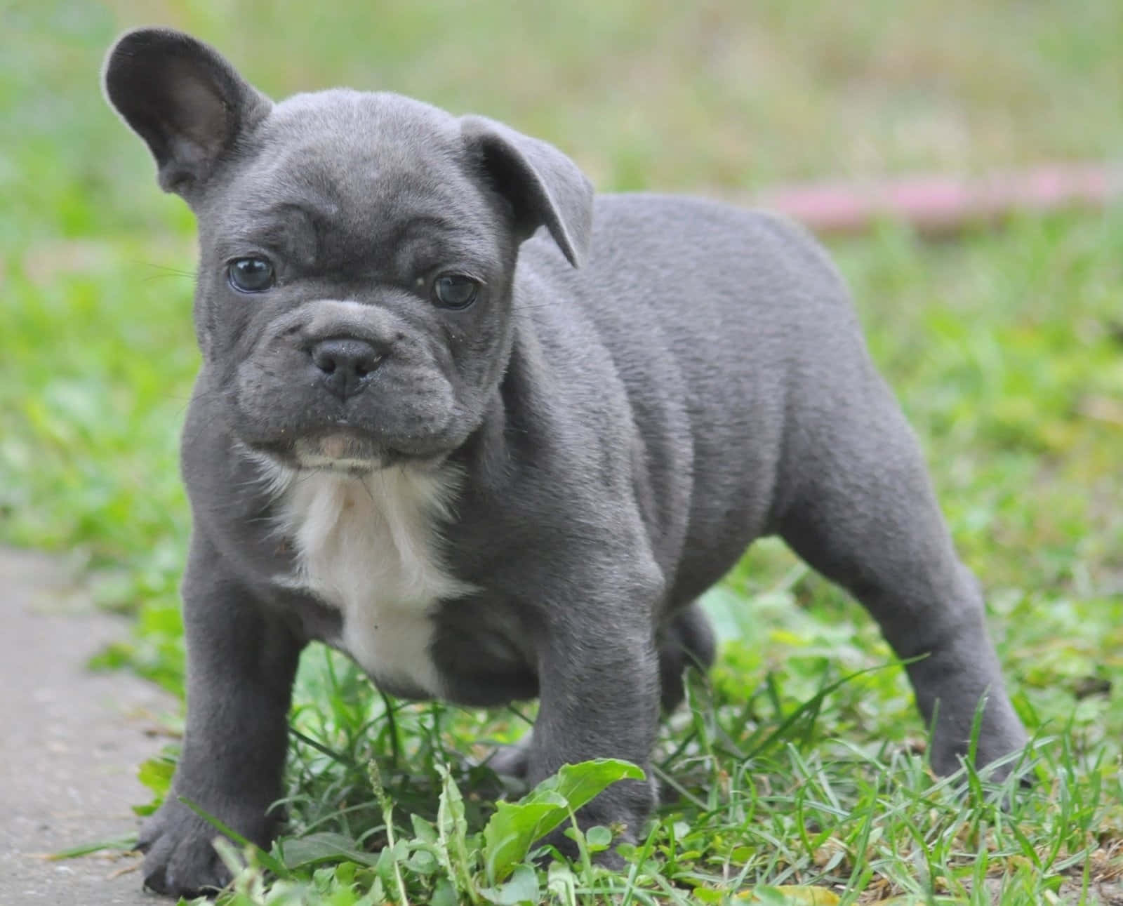 灰色法國鬥牛犬幼犬站在草地近小徑處。