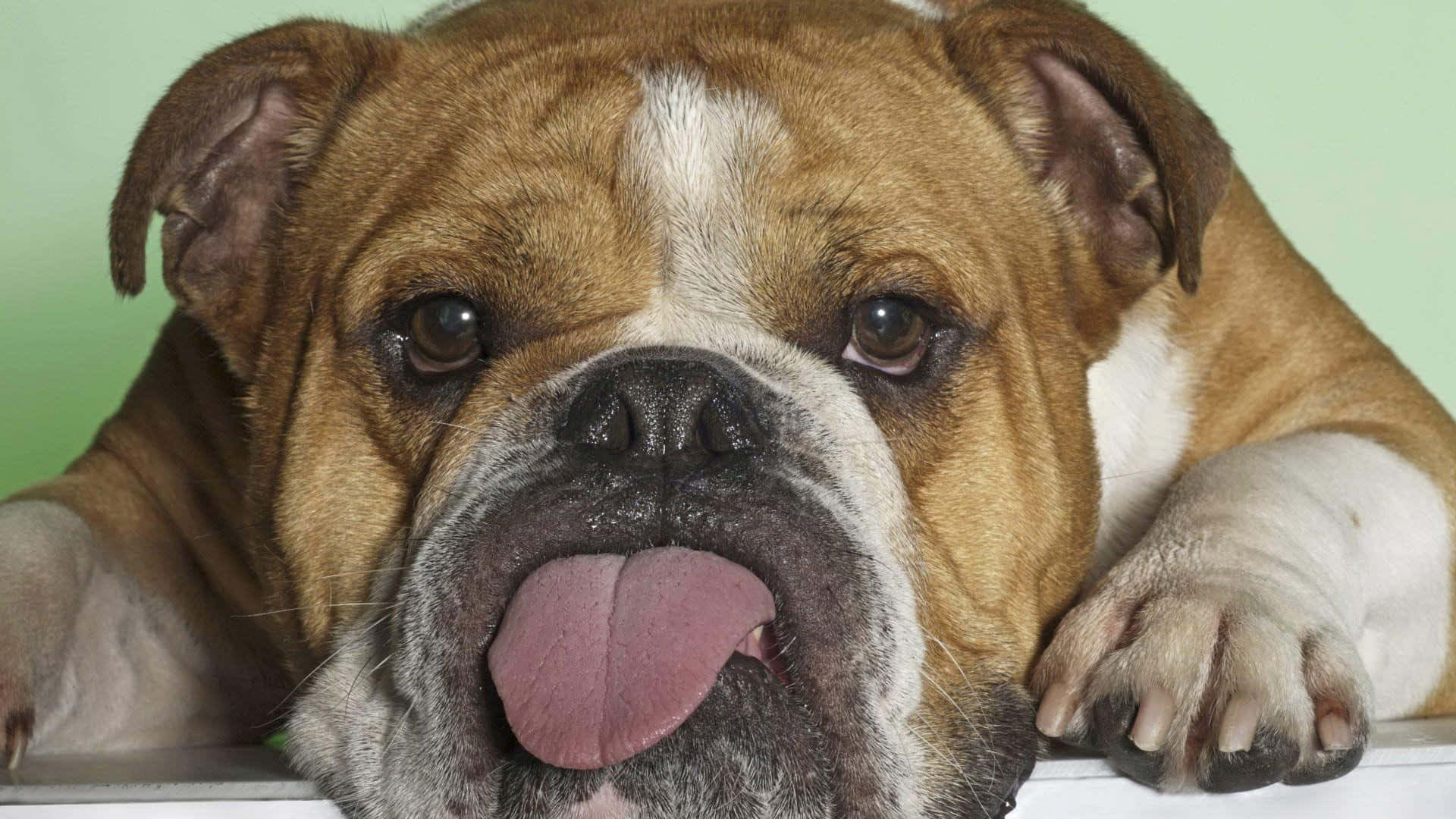 一隻啡白色鬥牛犬伸出舌頭，在白色表面上休息。