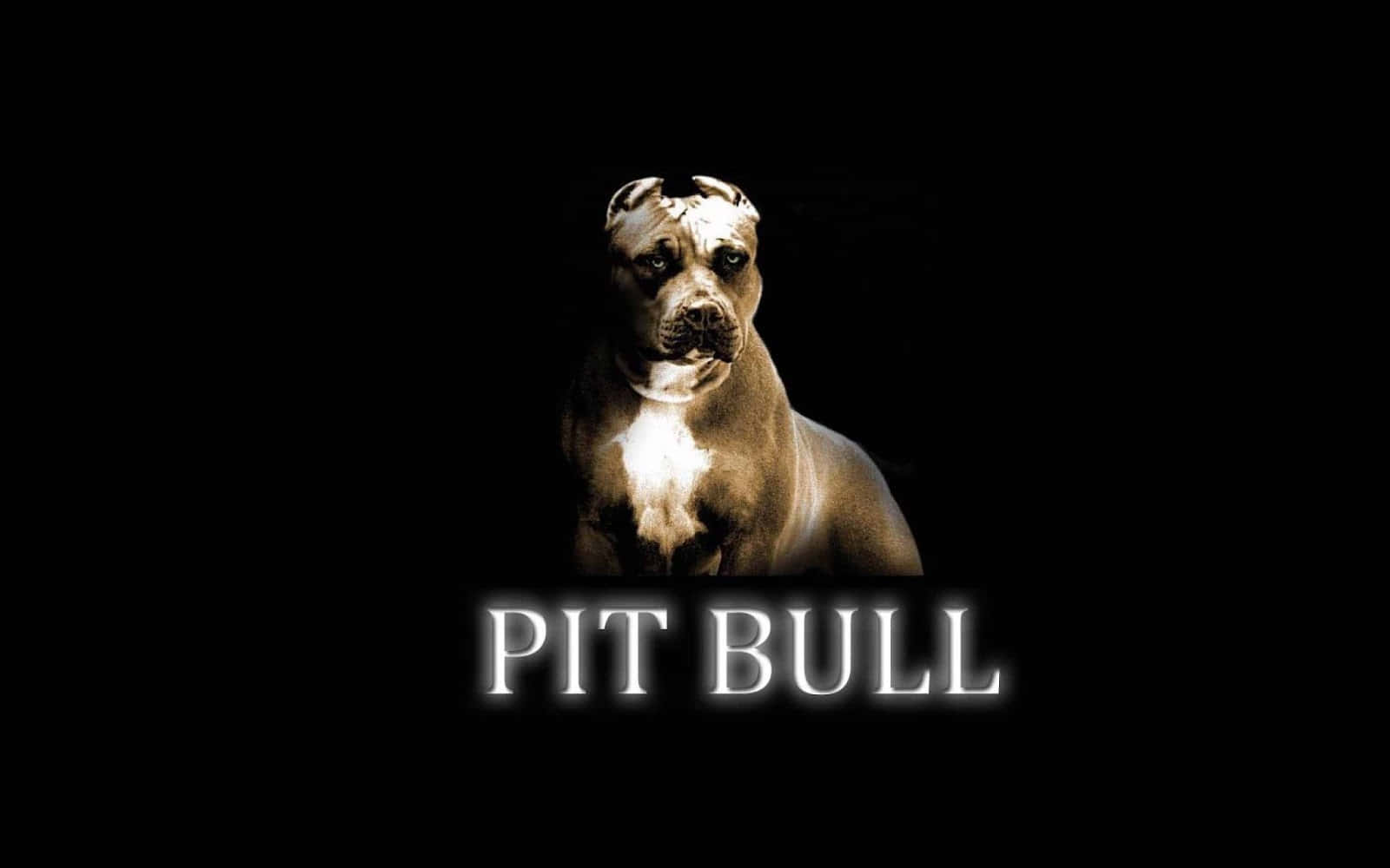 一隻比特犬，帶有發光的白色文字寫著 PIT BULL，背景為黑色。