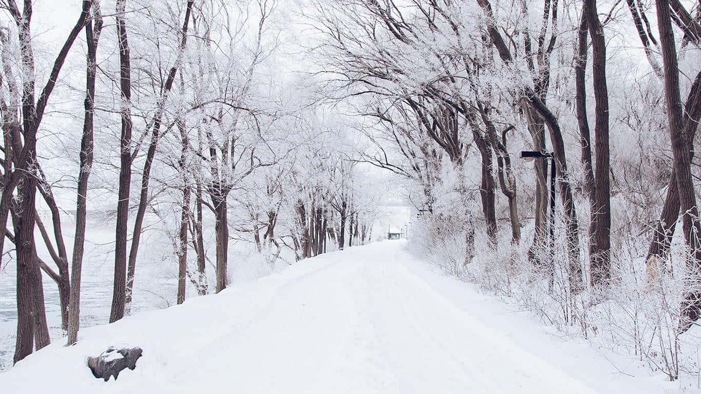 通往冒險的無盡道路 壁紙 — 一條被雪覆蓋的小徑蜿蜒穿過霜凍的森林，光禿禿的樹木在陰天天空下拱起在頭頂。