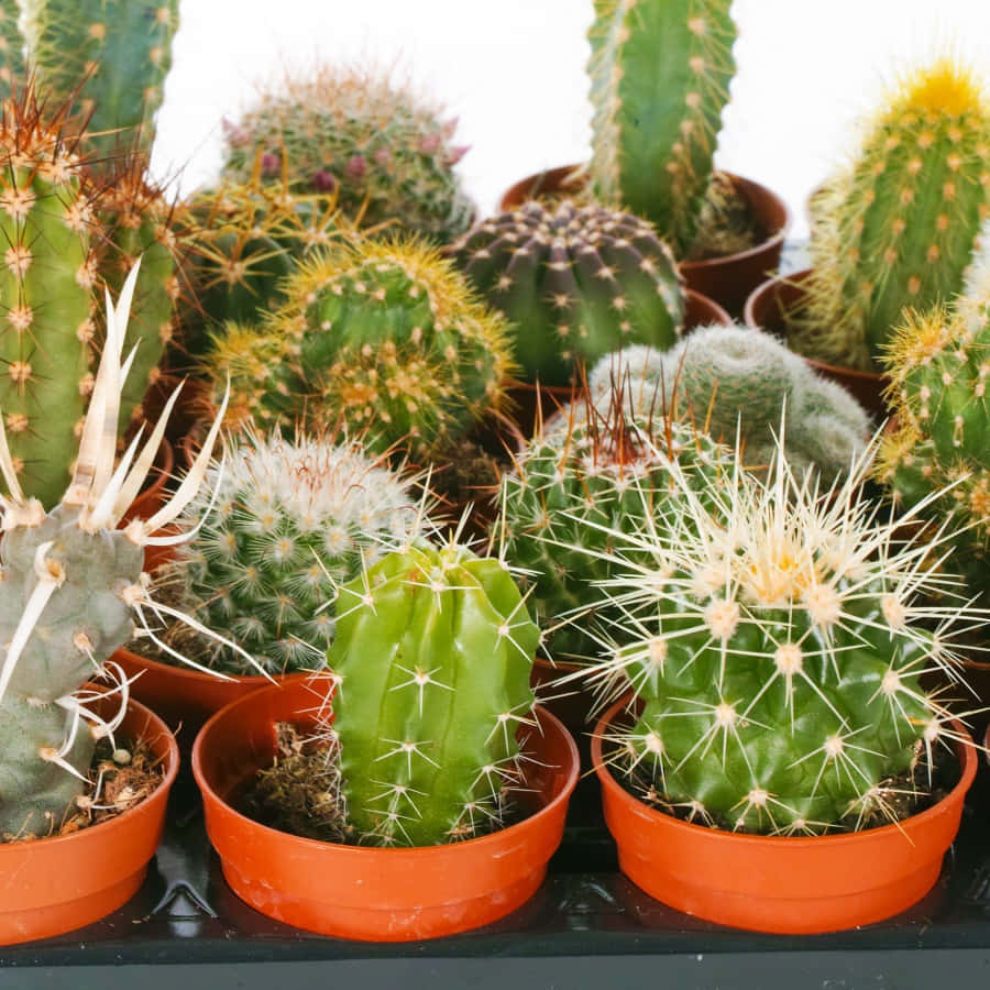 造型獨特的仙人掌植物 壁紙 — 一個充滿活力的盆栽仙人掌系列，擁有帶刺的綠色身體和色彩繽紛的刺，整齊地排列在深色表面上。
