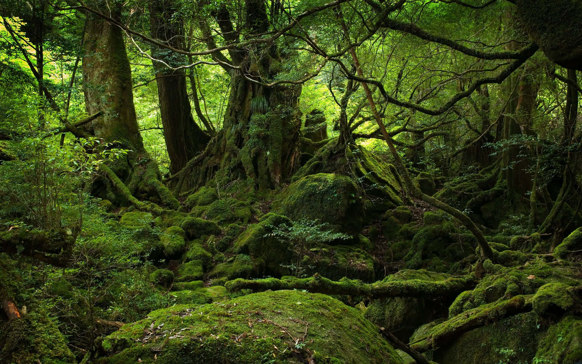 長滿苔蘚的森林地面，有古老的樹木，斑駁的陽光透過樹冠灑落。