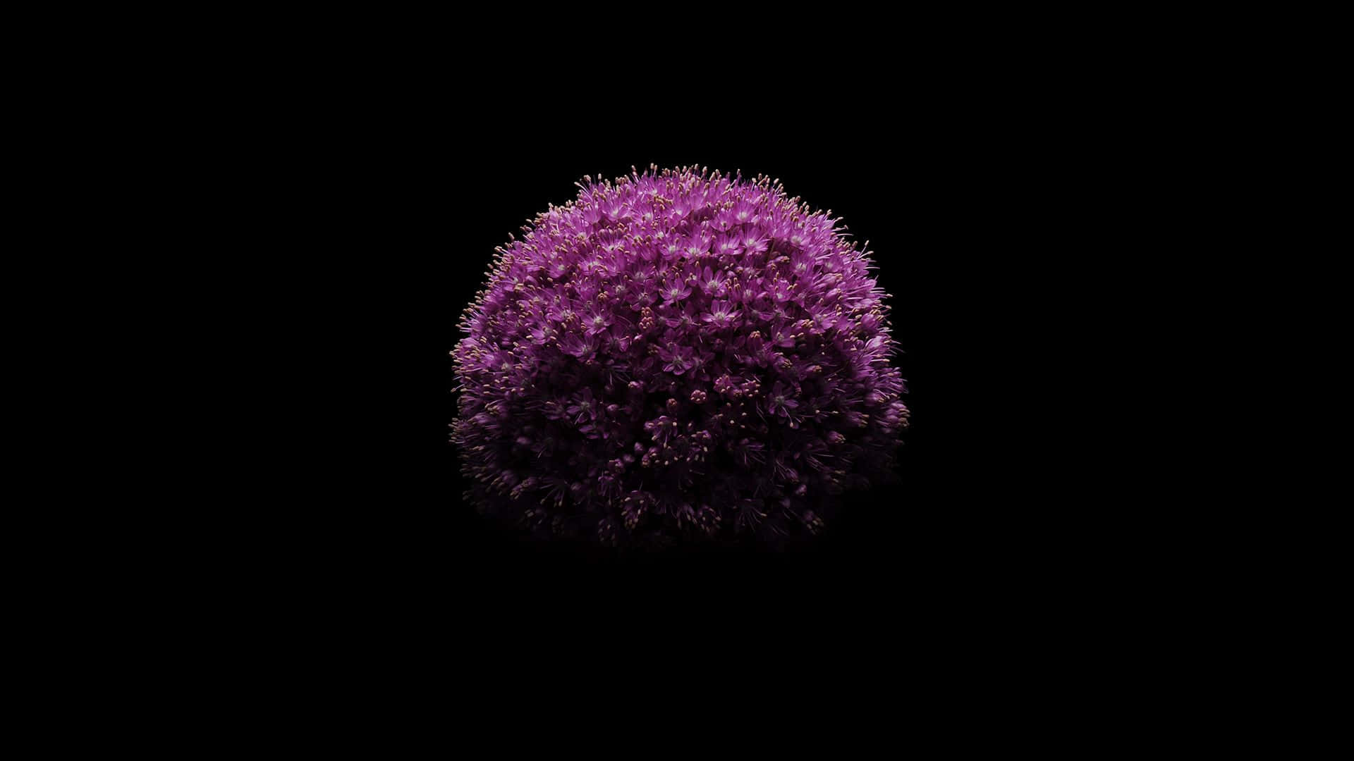 一個鮮豔的紫色蔥屬植物花頭在黑色背景上居中。
