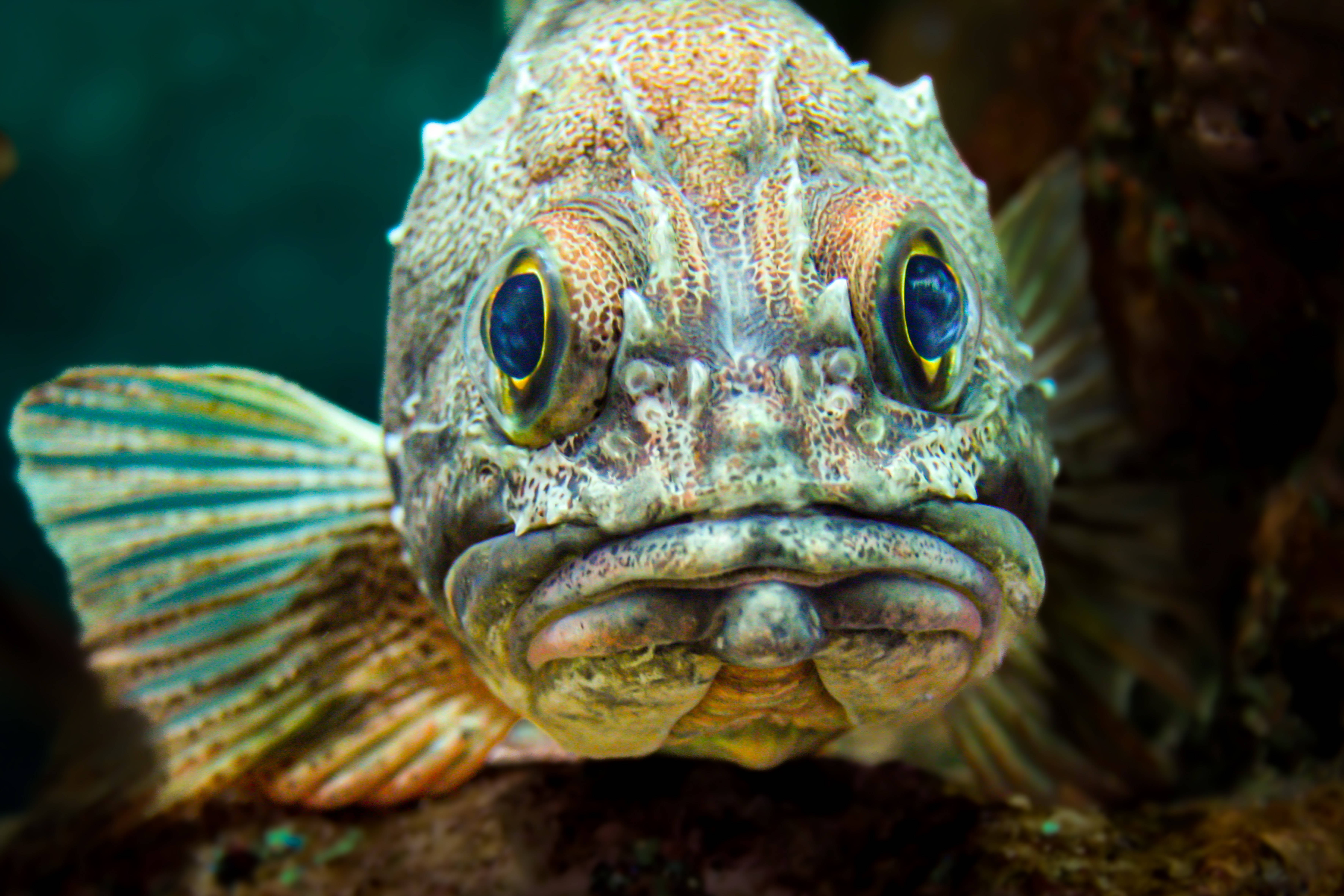 過近的_cod魚 壁紙 — 一張特寫照片，拍攝一條紋理豐富的魚，有著大藍眼睛和尖刺頭部，在水下直視鏡頭。