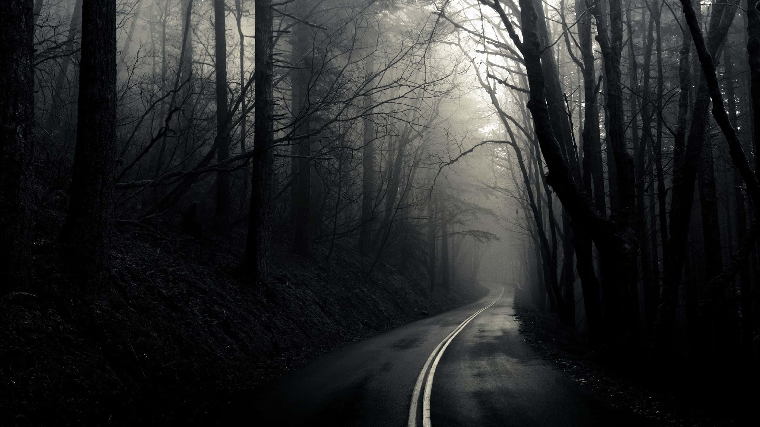一條霧氣瀰漫的森林道路，樹木光禿，光線昏暗
