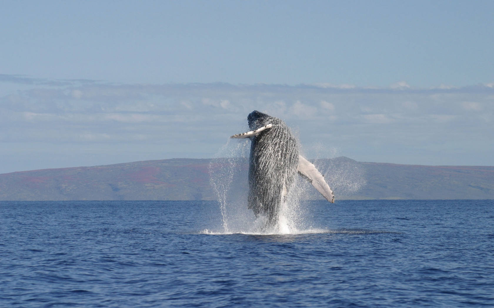 遠景鯨魚躍出水面 壁紙 — 座頭鯨從深藍色海洋中強力躍出，在晴朗天空下噴出水霧。