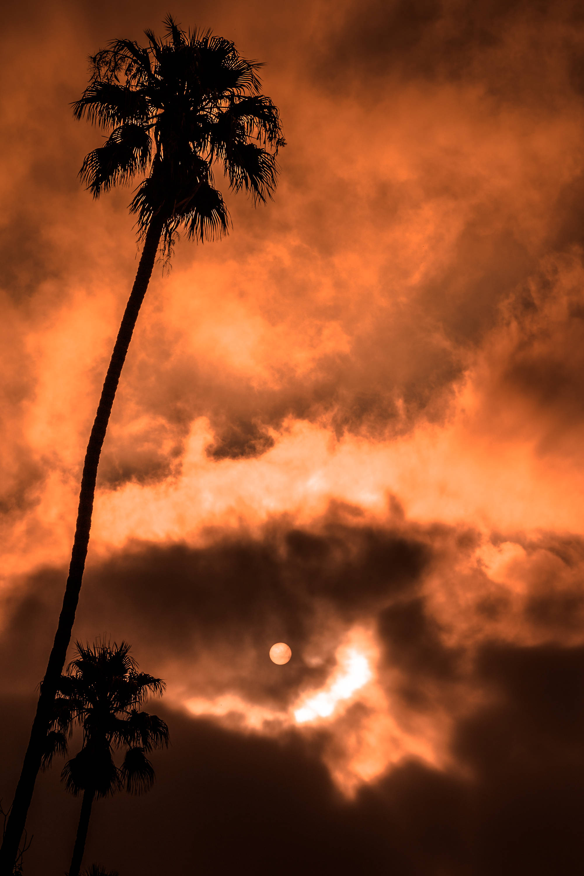 遠眺火紅高清月 壁紙 — 剪影的棕櫚樹伸向火紅的橙色天空，夕陽透過戲劇性的雲層發光。