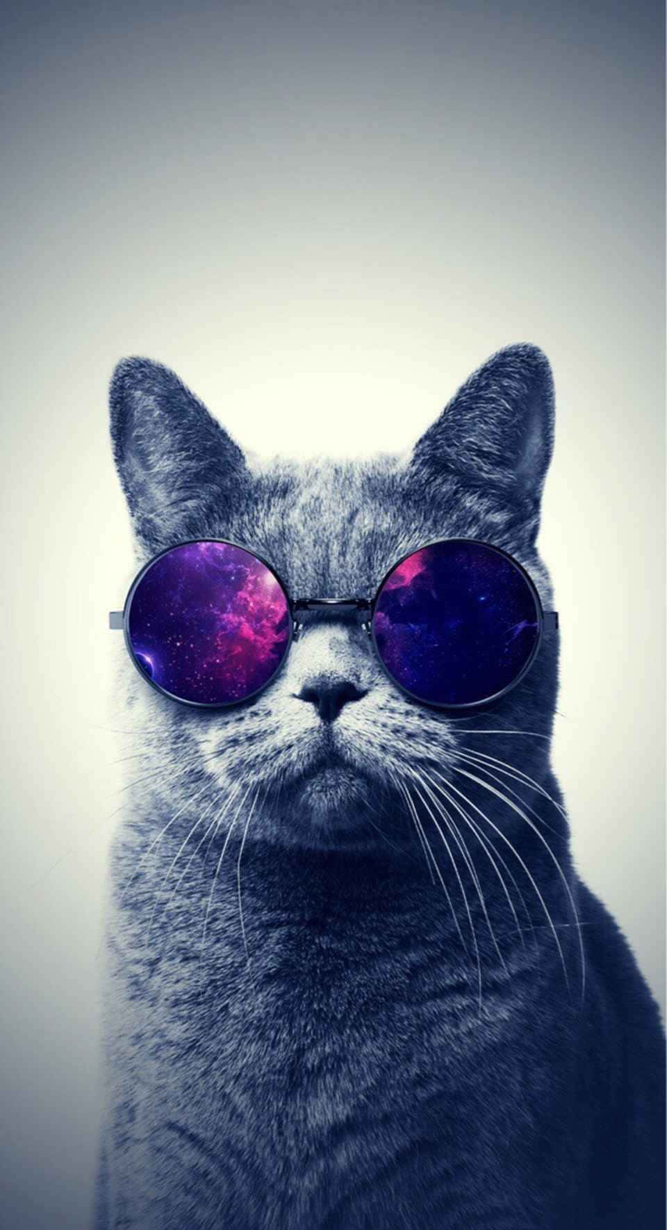 灰色貓咪戴著帶有星系反射的太陽眼鏡