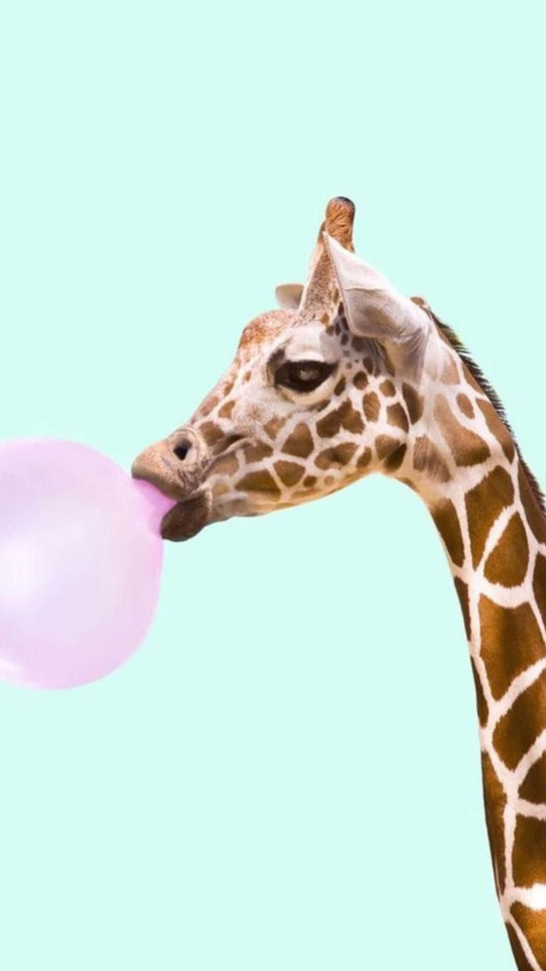 適合 iPhone 的可愛動物壁紙 壁紙 — 長頸鹿在薄荷綠色背景上吹出一個巨大的粉紅色泡泡糖泡泡。