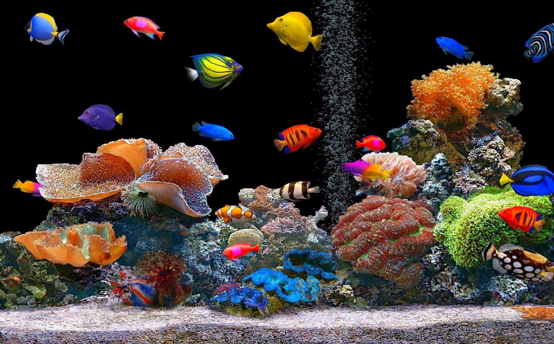 黑暗水族箱中色彩繽紛的熱帶魚和珊瑚，氣泡不斷上升。