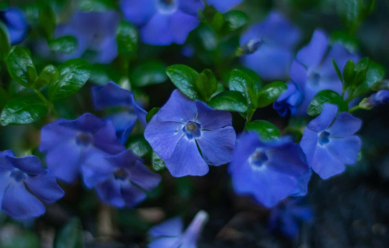 花園中的藍色長春花與綠葉