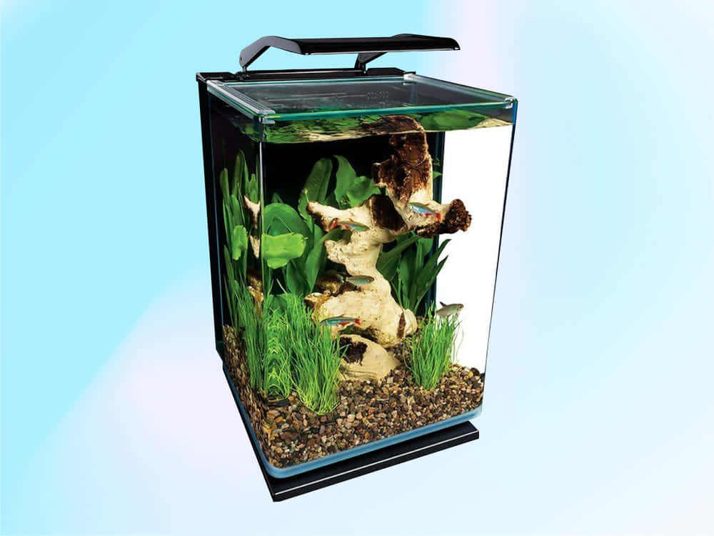 一個長方形魚缸，裡面有礫石、植物、浮木和小魚在水中游動。