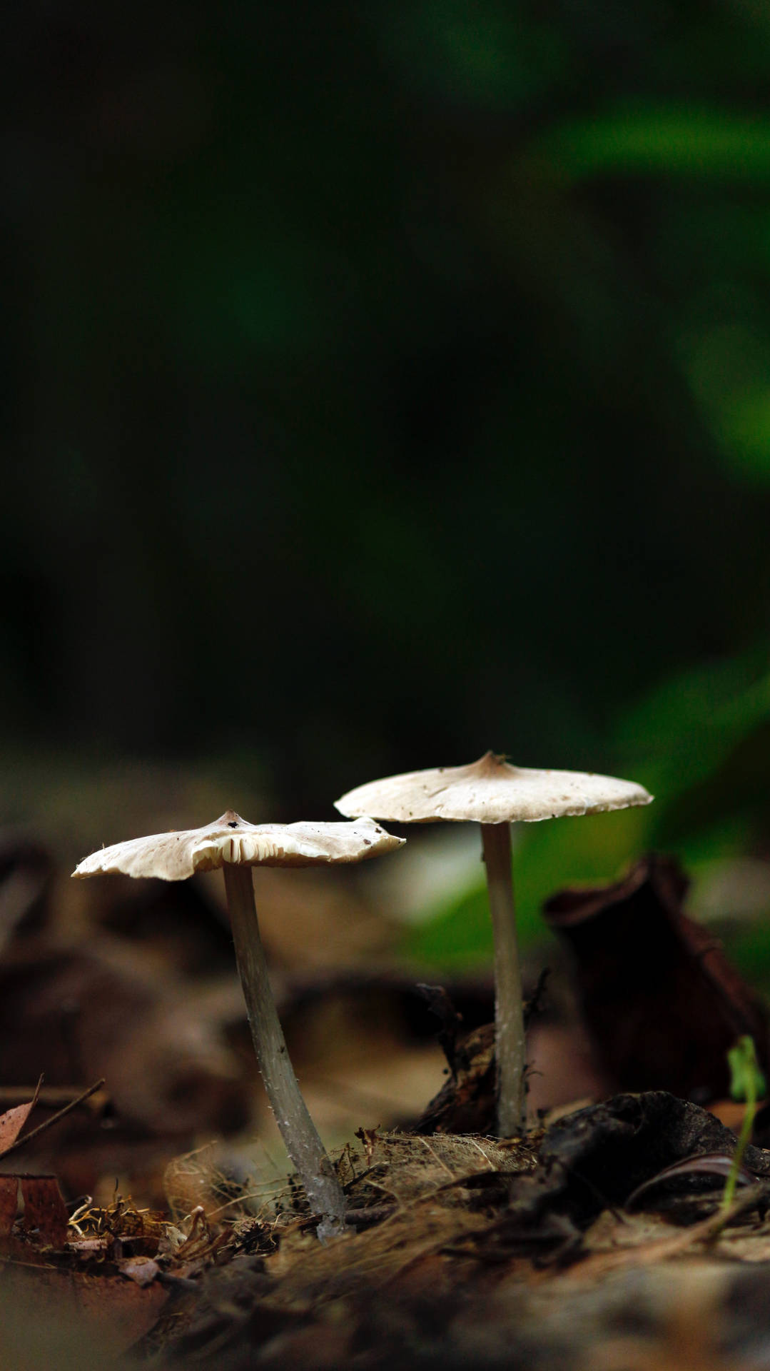 森林中落葉間生長的兩朵小蘑菇。