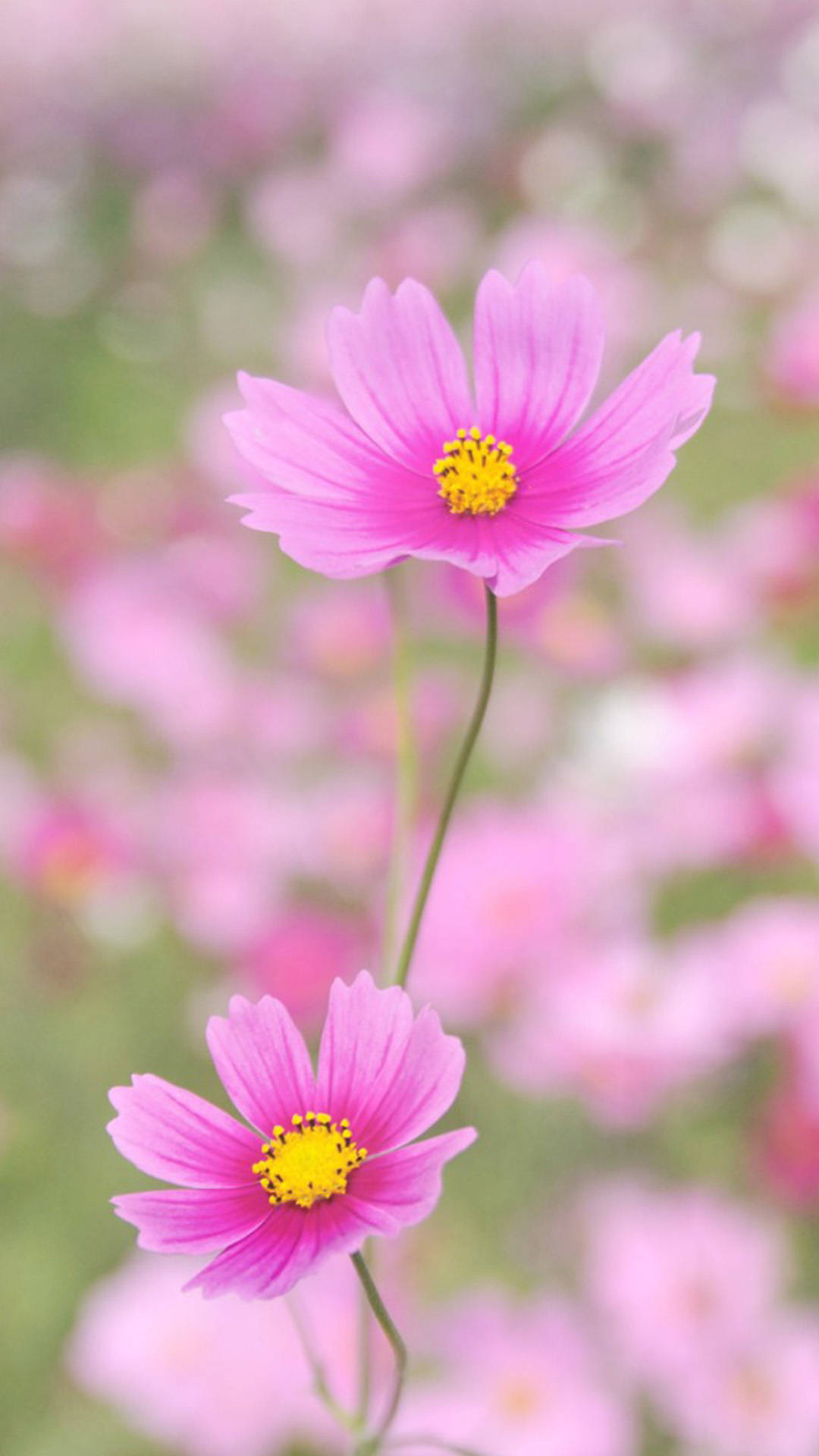 在柔和焦點的田野中，兩朵帶有黃色花心的粉紅大波斯菊。