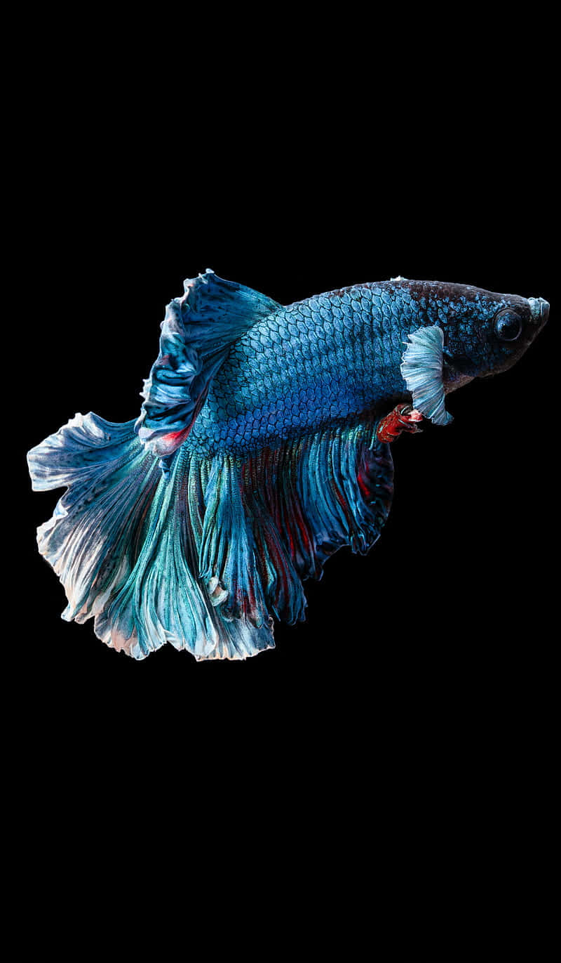 一條藍色鬥魚，擁有流動的魚鰭和紅色點綴，在黑暗的水中游泳。