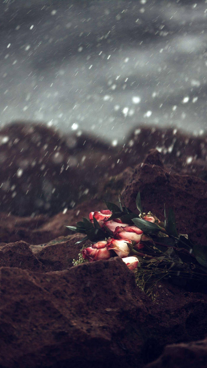 凋謝的粉紅玫瑰躺在泥濘的地面上，雨水落下。