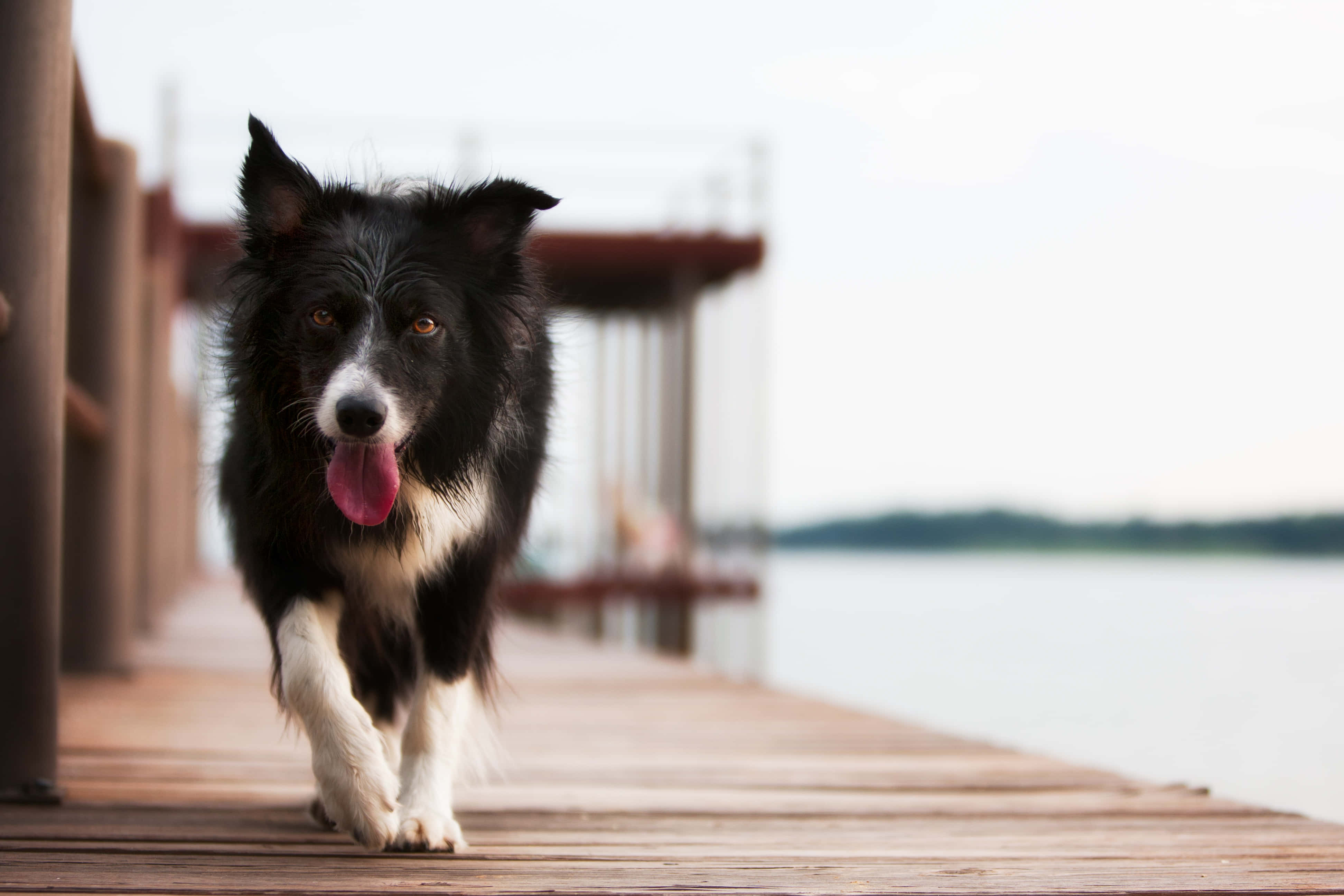 邊境牧羊犬在橋上行走的照片 壁紙 — 一隻黑白邊境牧羊犬喺平靜嘅水邊木碼頭上開心咁向住鏡頭跑緊。