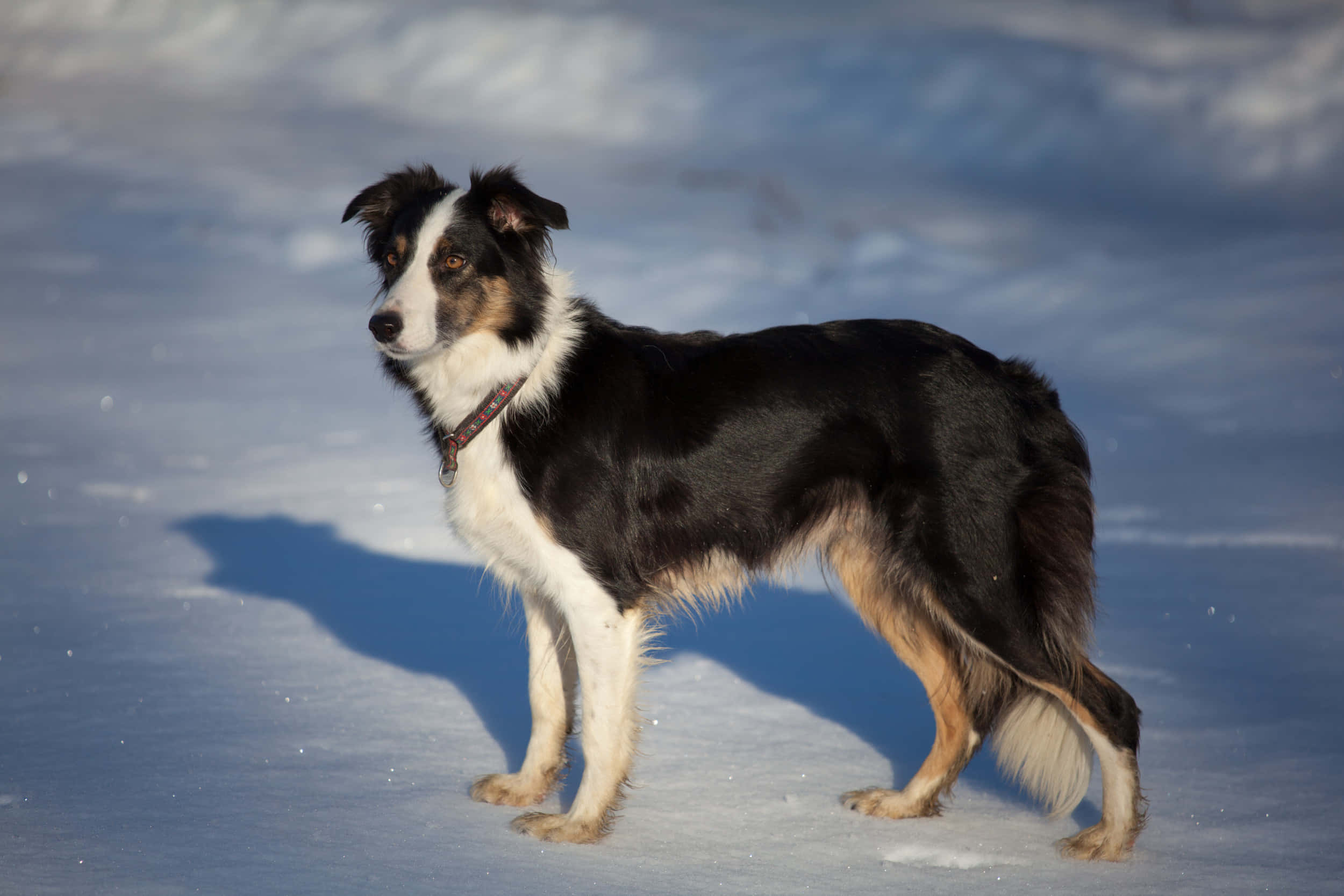邊境牧羊犬在雪地上行走的畫面 壁紙 — 一隻黑白邊境牧羊犬在明亮的雪地上警覺地站立，頭頂清澈藍天，投下清晰的影子。