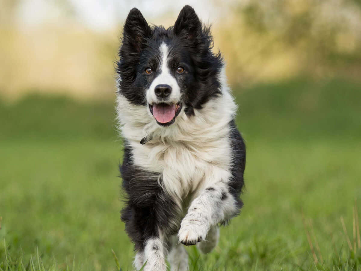 邊境牧羊犬奔跑圖 壁紙 — 一隻快樂的黑白邊境牧羊犬伸出舌頭，穿過陽光明媚的綠色田野向鏡頭跑來。