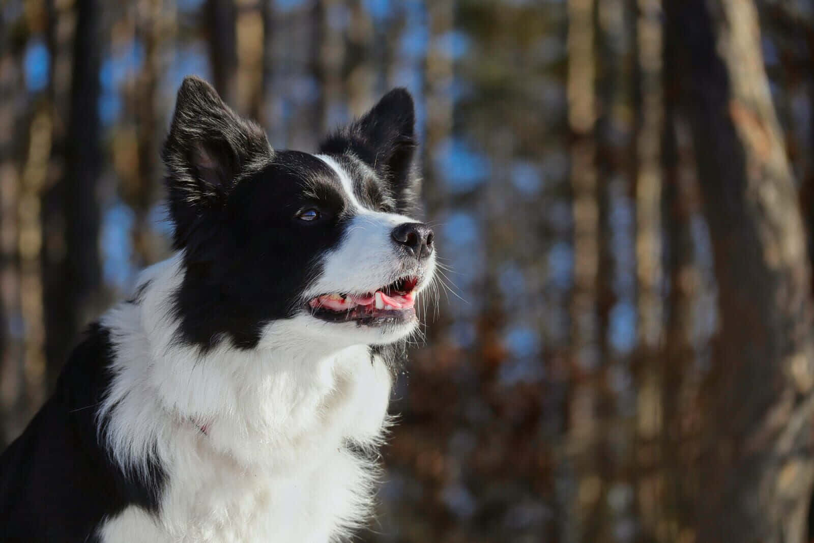 邊境牧羊犬幼犬享受戶外時光 壁紙 — 一隻黑白邊境牧羊犬豎起警覺的耳朵，帶著開心的表情，站在陽光普照的森林中，背景是模糊的樹幹。